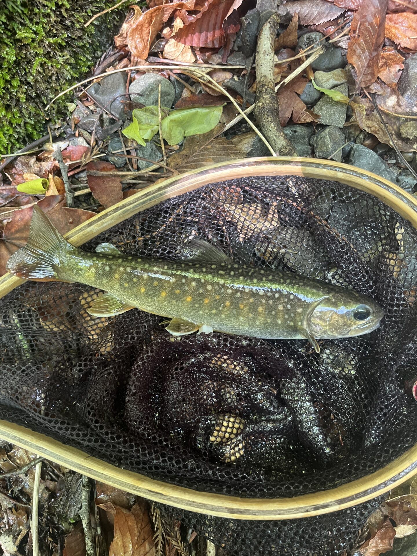 岩魚
上野村
特設釣り場
中丿沢毛ばり釣り専用区
10:16
