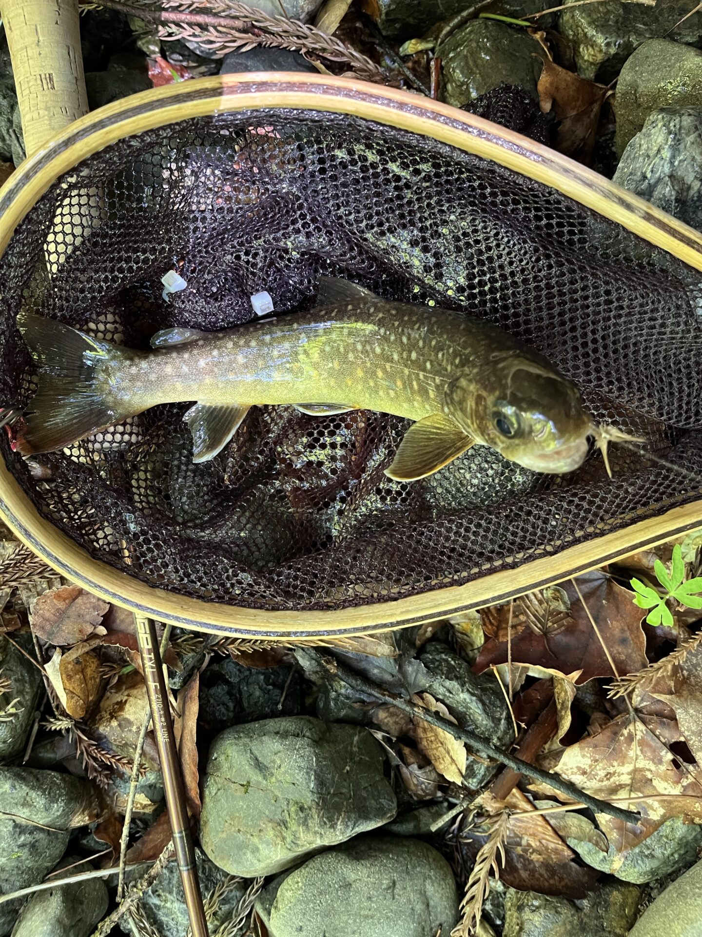 岩魚
上野村
特設釣り場
中丿沢毛ばり釣り専用区
11:11
