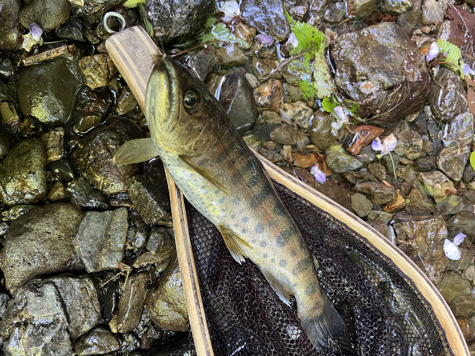 山女魚
上野村
特設釣り場
中丿沢毛ばり釣り専用区
11:28
