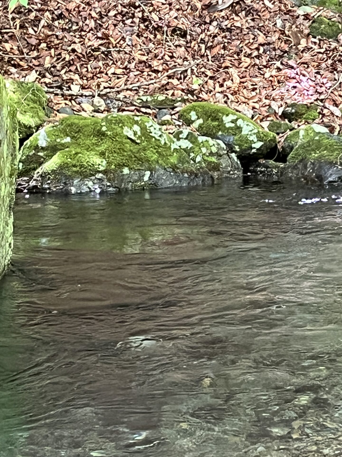 釣れたポイント
山女魚
上野村
特設釣り場
中丿沢毛ばり釣り専用区
11:28
