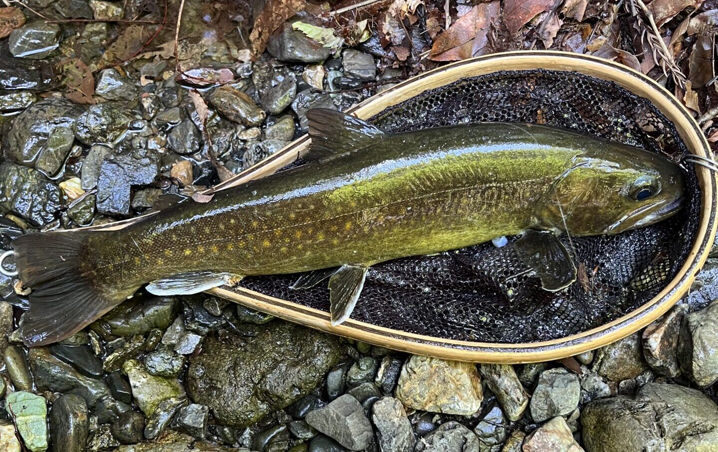 【釣果18匹山女魚4岩魚14】中丿沢毛ばり釣り専用区2025.5.28