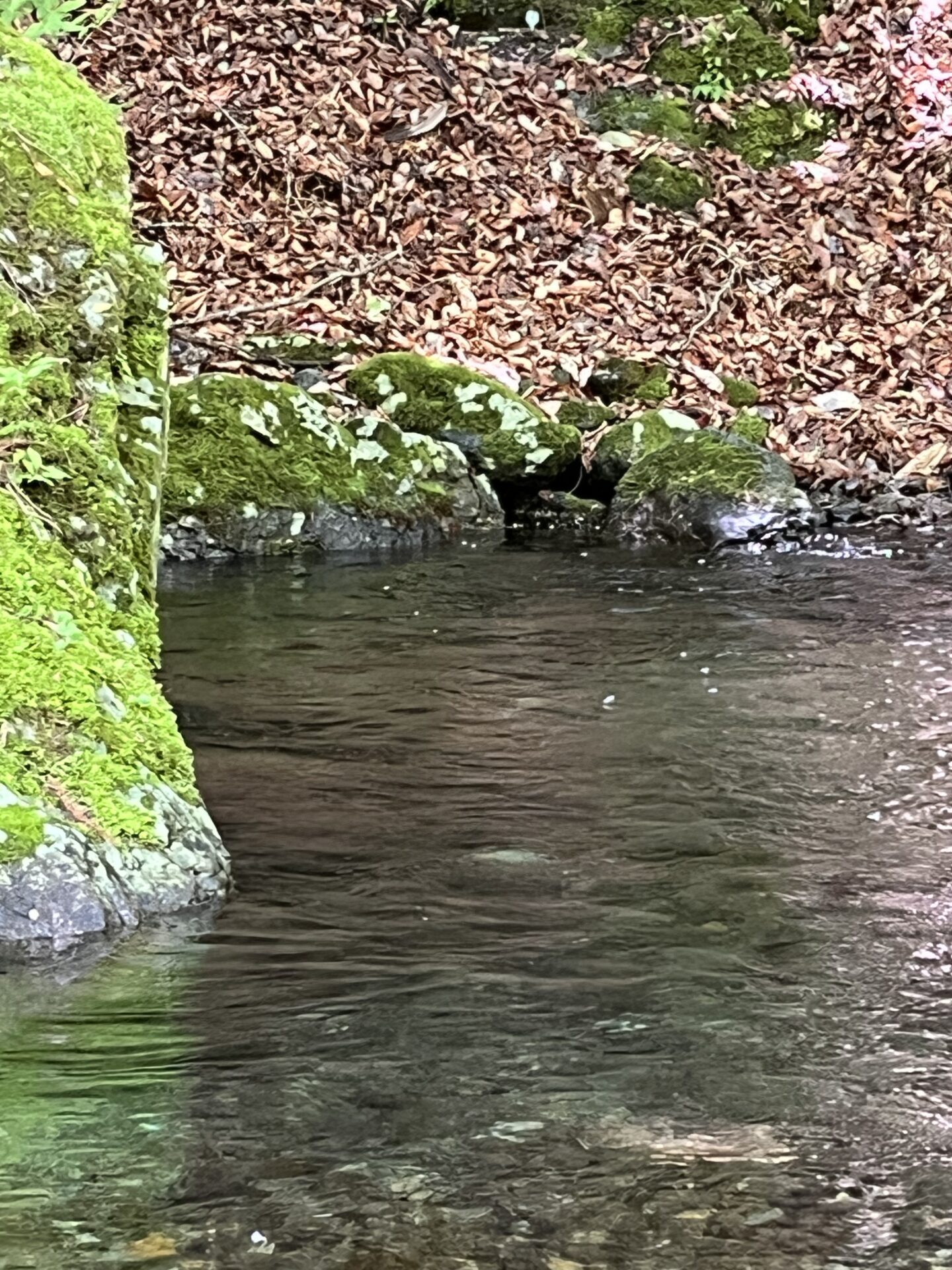 釣れたポイント
岩魚
上野村
特設釣り場
中丿沢毛ばり釣り専用区
11:36
