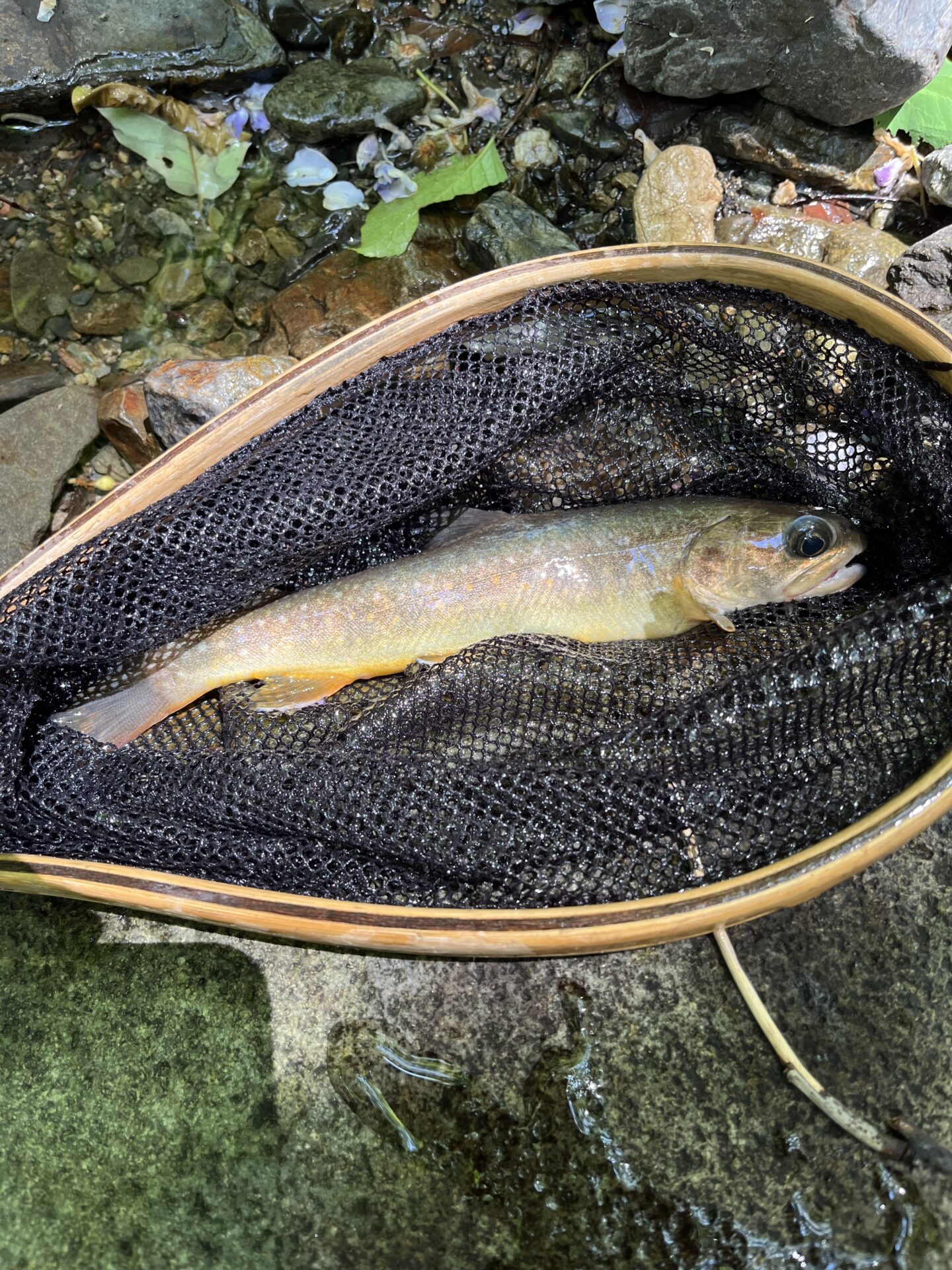 岩魚
上野村
特設釣り場
中丿沢毛ばり釣り専用区
12:08
