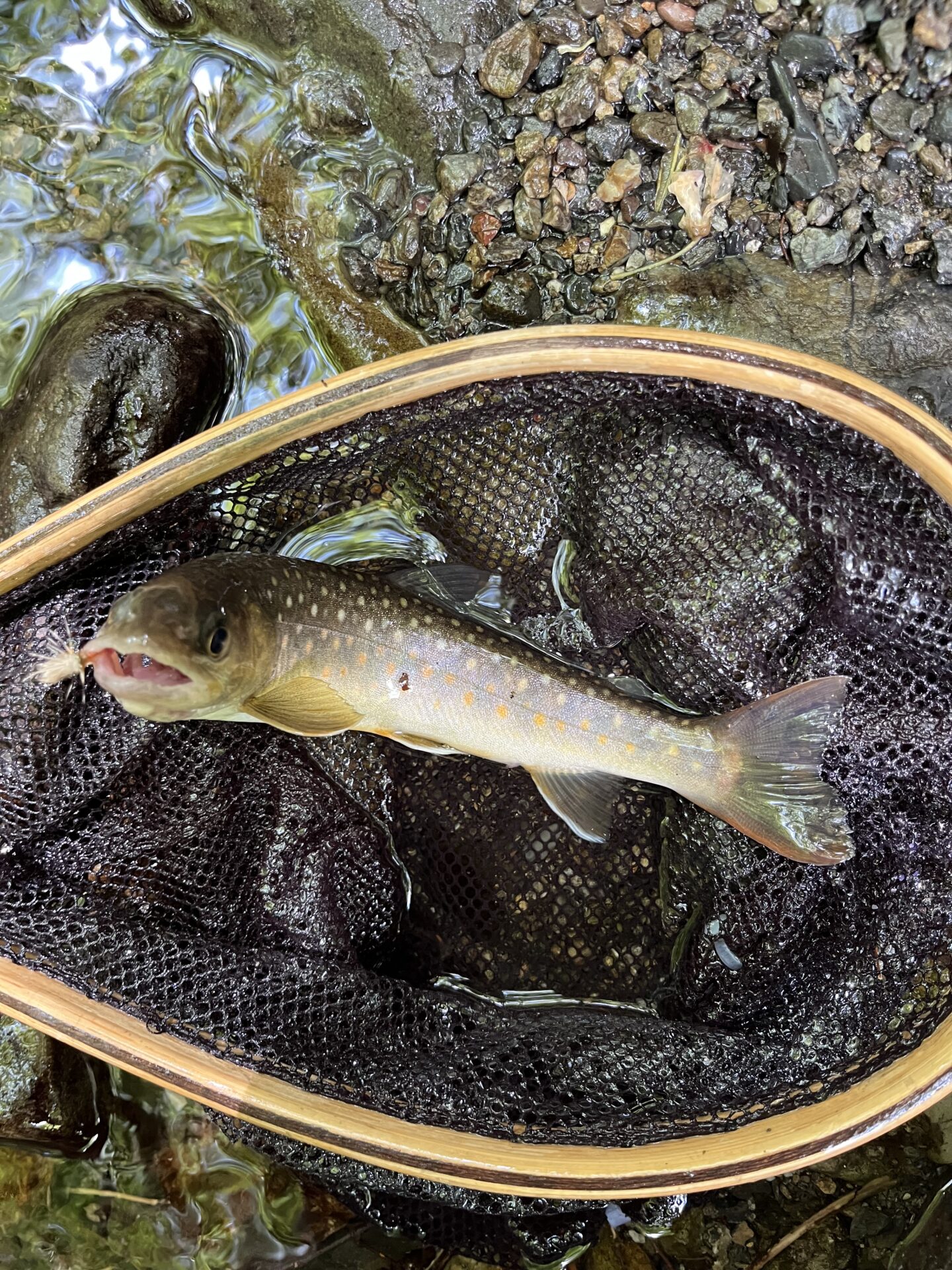 岩魚
上野村
特設釣り場
中丿沢毛ばり釣り専用区
12:11
