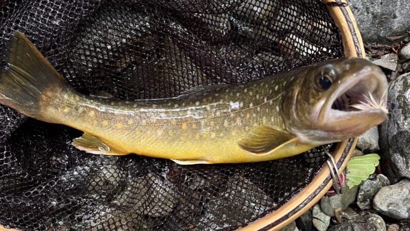 【釣果18匹山女魚4岩魚14】中丿沢毛ばり釣り専用区2025.5.28 