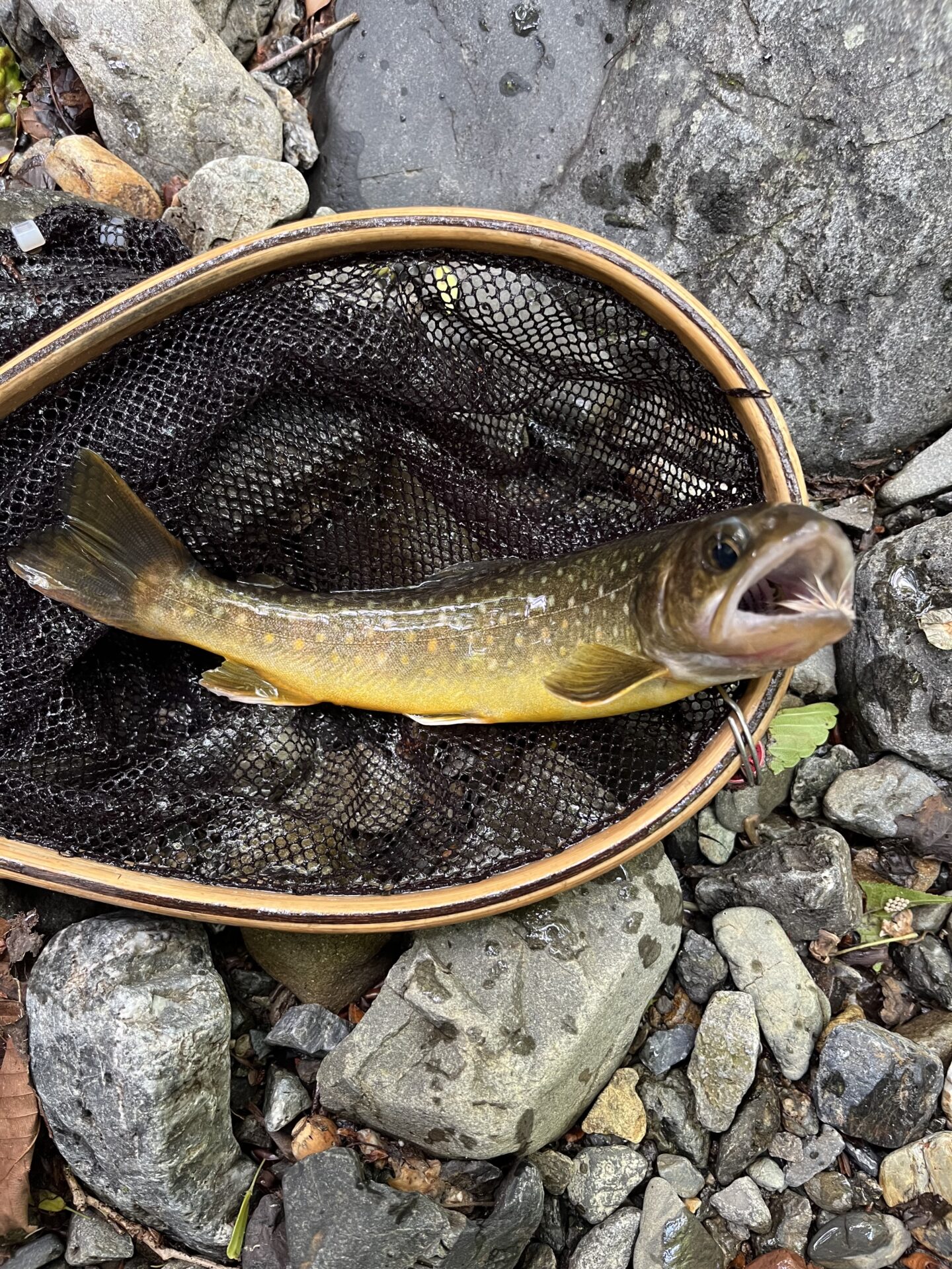 岩魚
上野村
特設釣り場
中丿沢毛ばり釣り専用区
12:26

