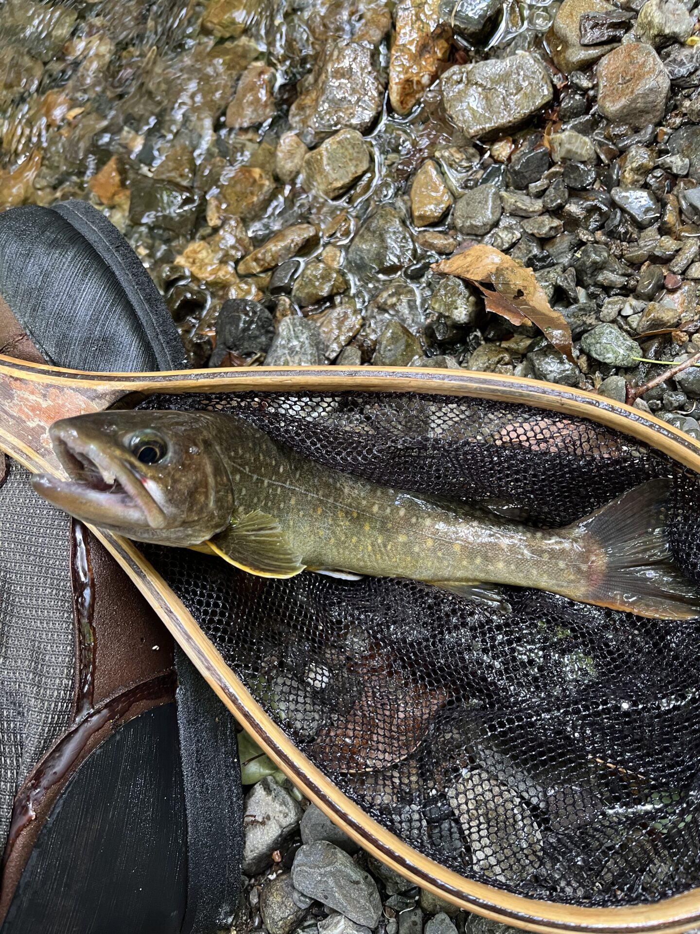 岩魚
上野村
特設釣り場
中丿沢毛ばり釣り専用区
13:04
