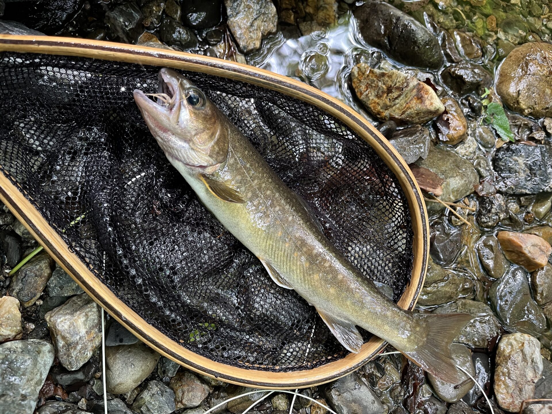 岩魚
上野村
特設釣り場
中丿沢毛ばり釣り専用区
13:16
