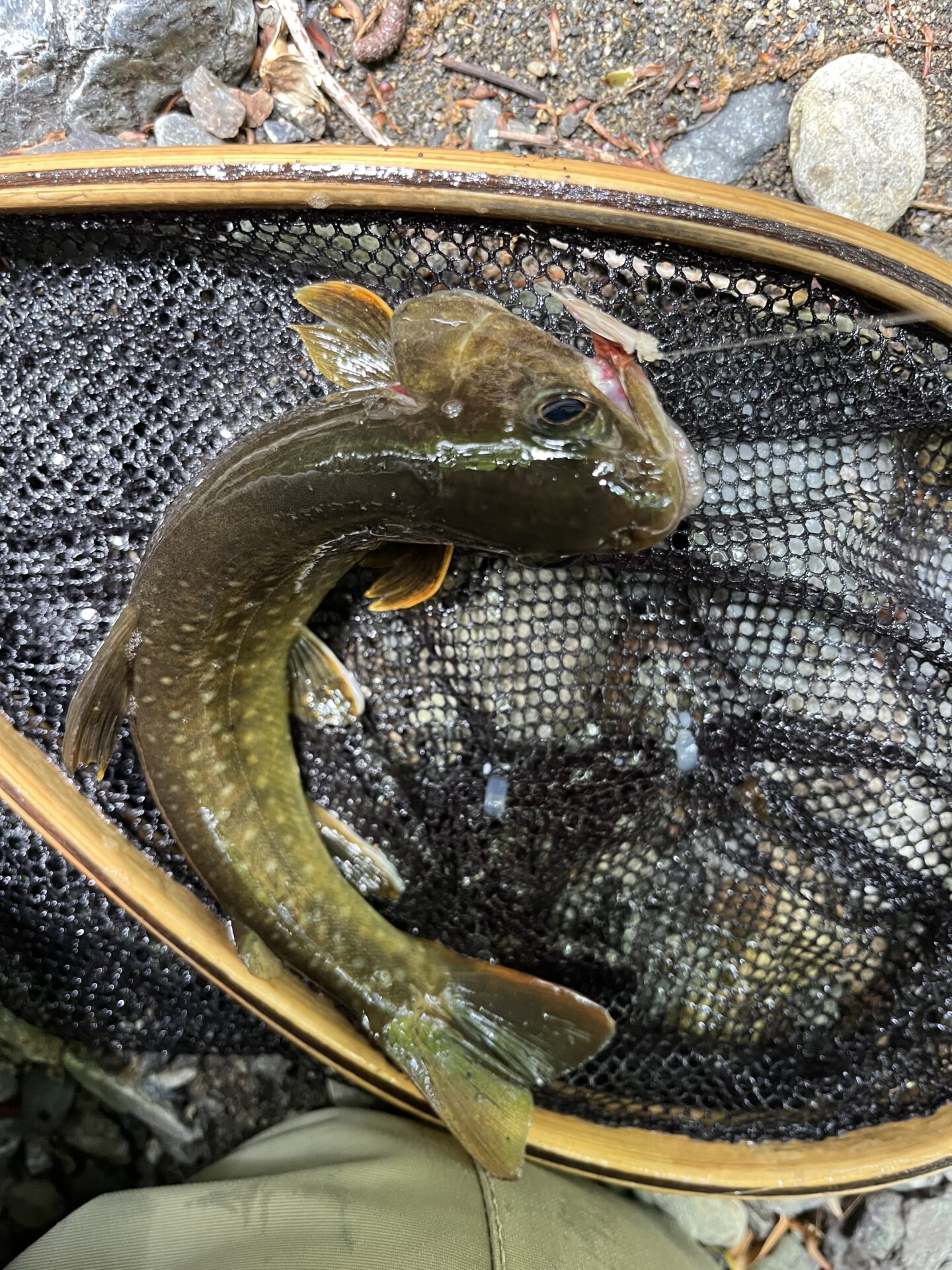 岩魚
上野村
特設釣り場
中丿沢毛ばり釣り専用区
13:25
