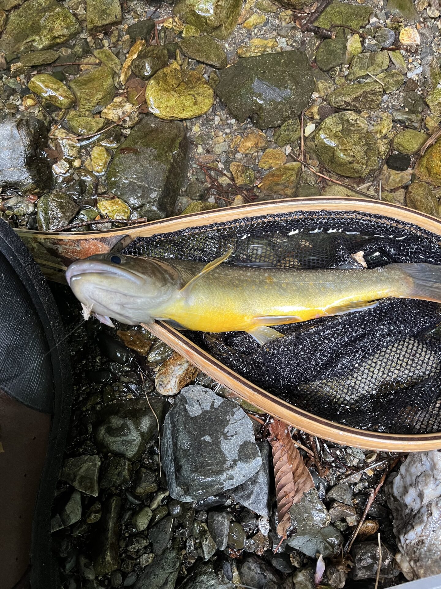 岩魚
上野村
特設釣り場
中丿沢毛ばり釣り専用区
13:38
