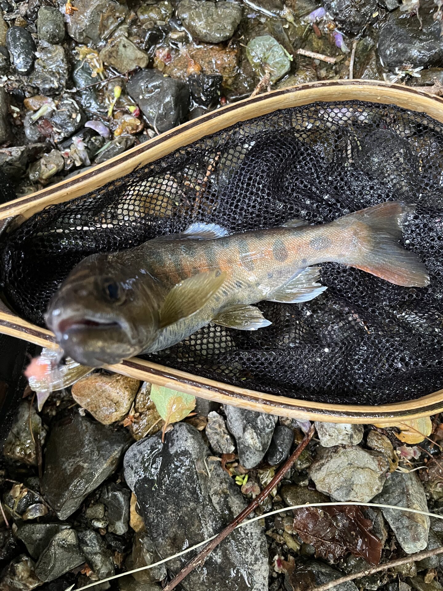 山女魚
上野村
特設釣り場
中丿沢毛ばり釣り専用区
14:17
