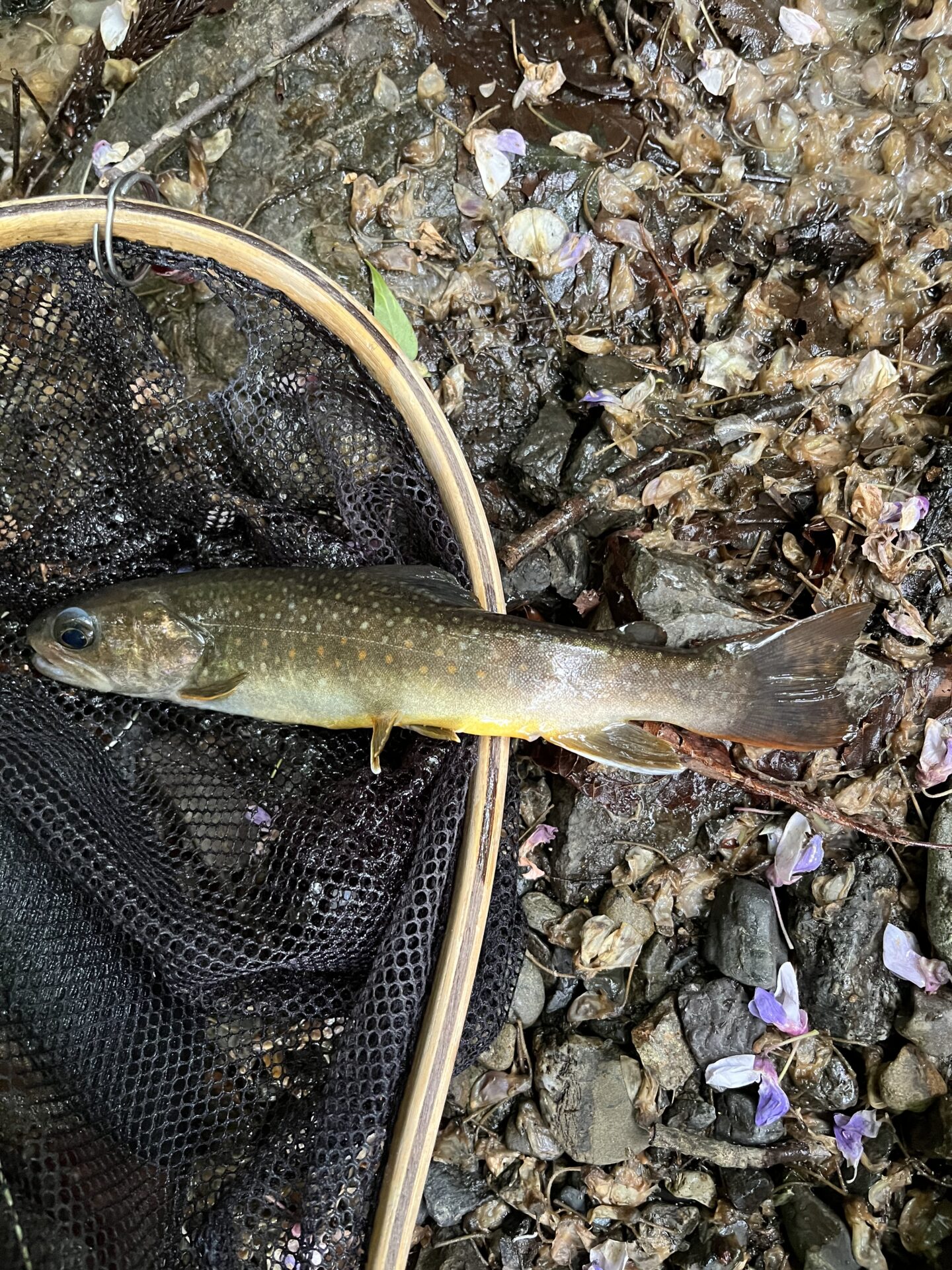 岩魚
上野村
特設釣り場
中丿沢毛ばり釣り専用区
15:24