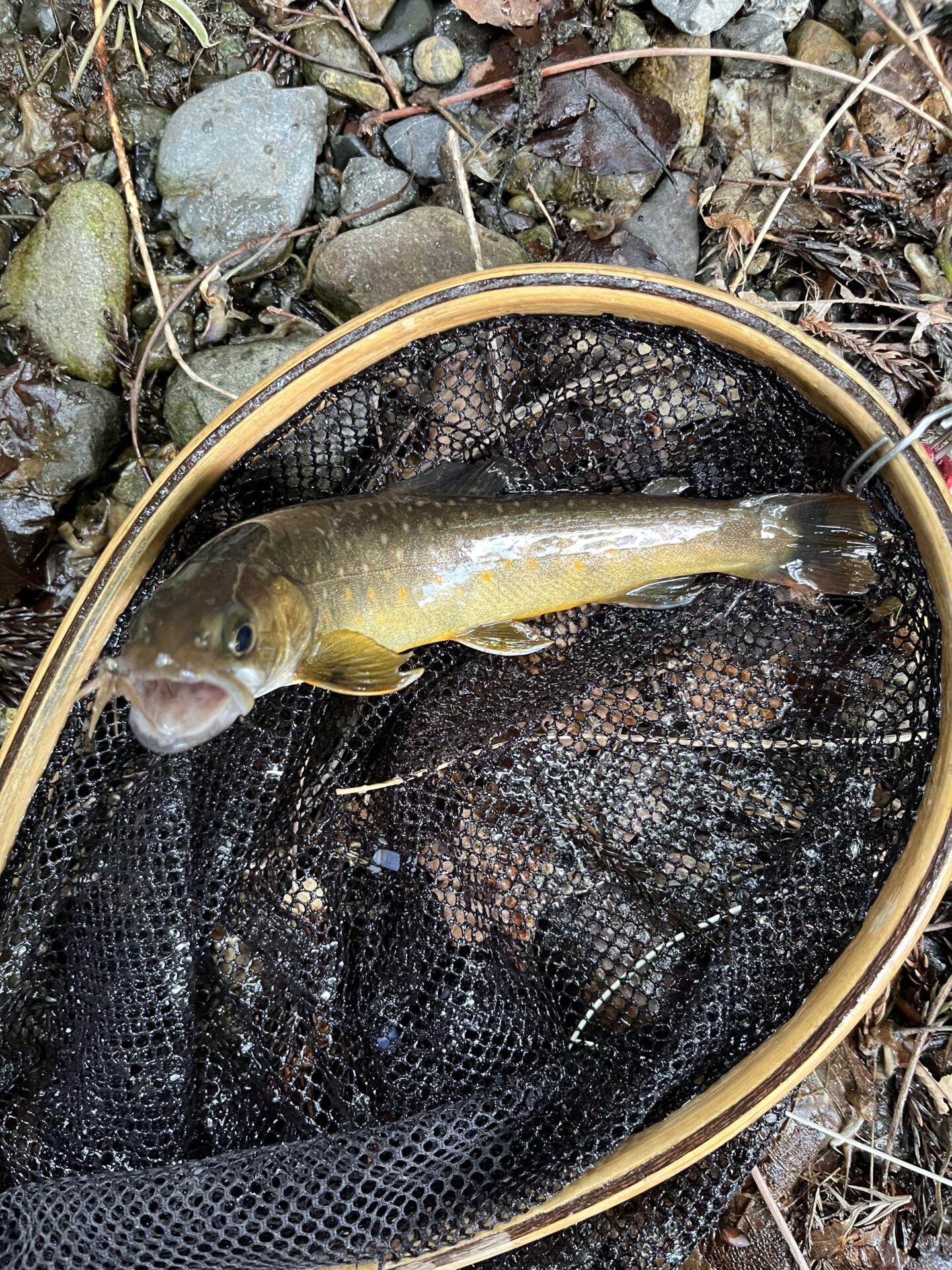 岩魚
上野村
特設釣り場
中丿沢毛ばり釣り専用区
16:10