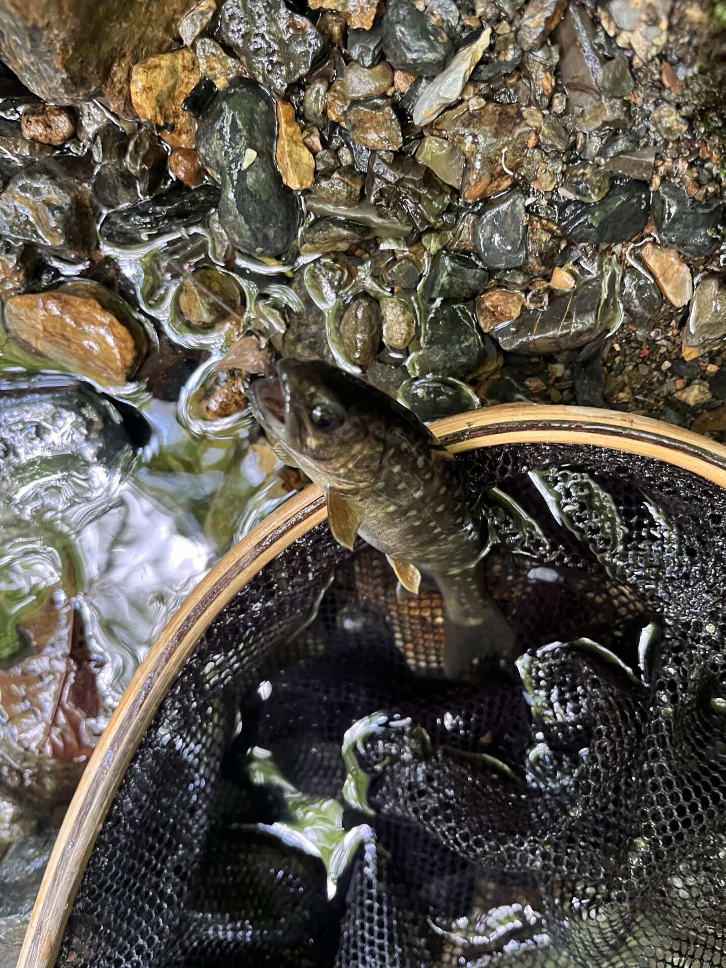 岩魚
シャロムの森
11:00