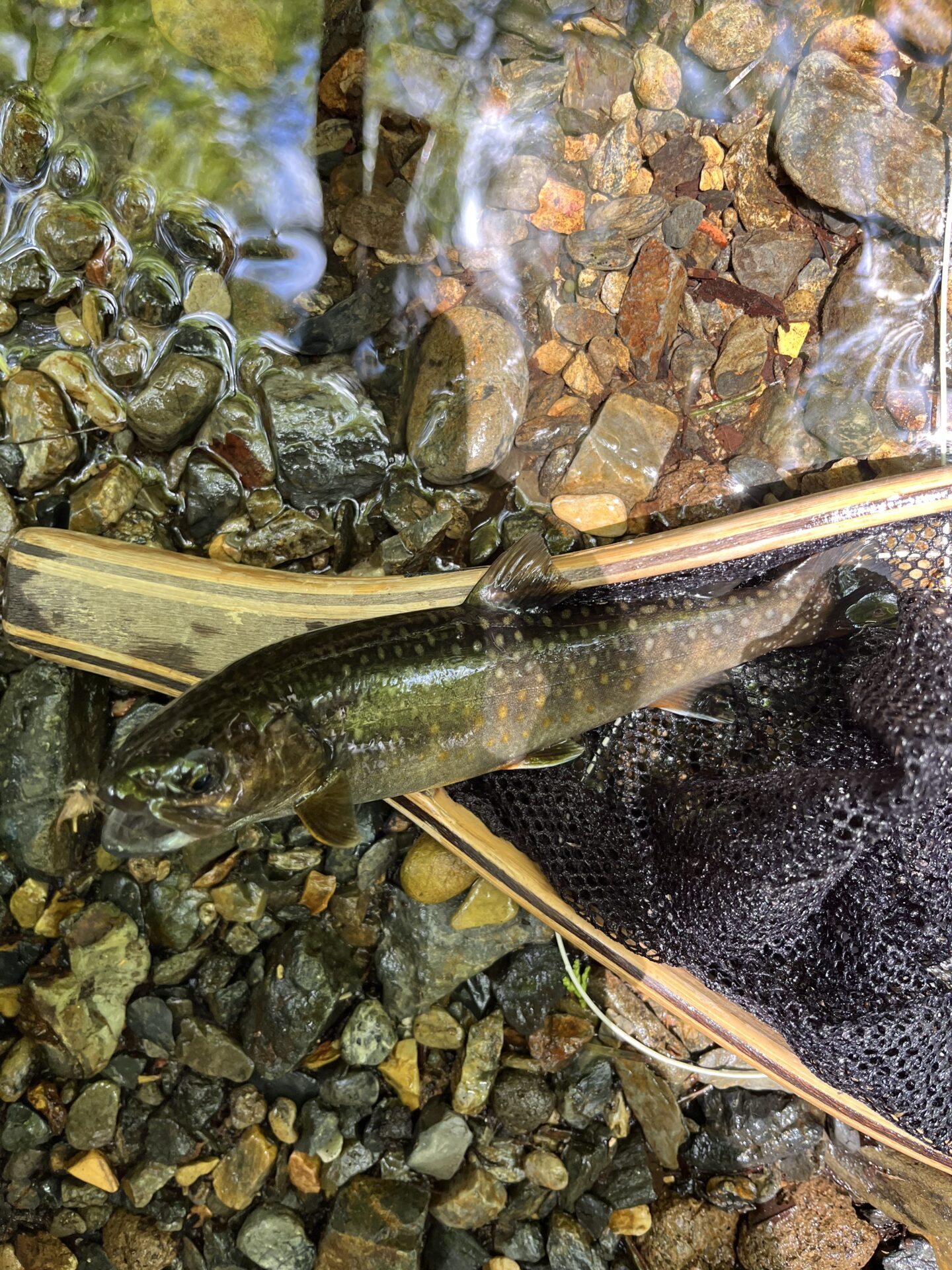 岩魚
シャロムの森
11:19