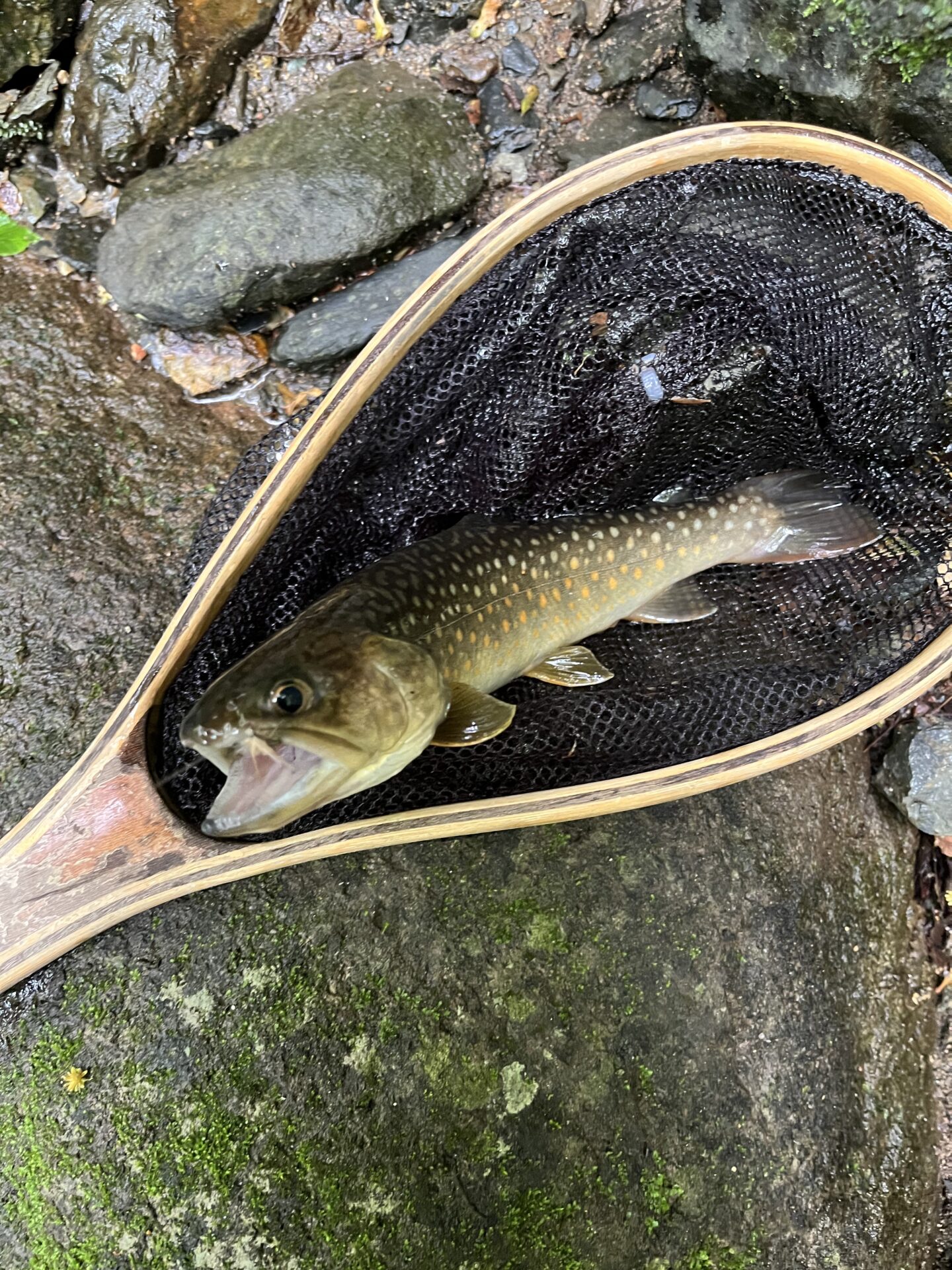 岩魚
シャロムの森
12:46