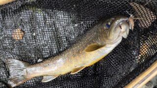 【釣果9匹山女魚1岩魚8】シャロムの森2025.5.29 