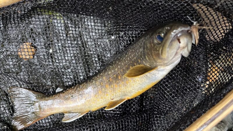 【釣果9匹山女魚1岩魚8】シャロムの森2025.5.29