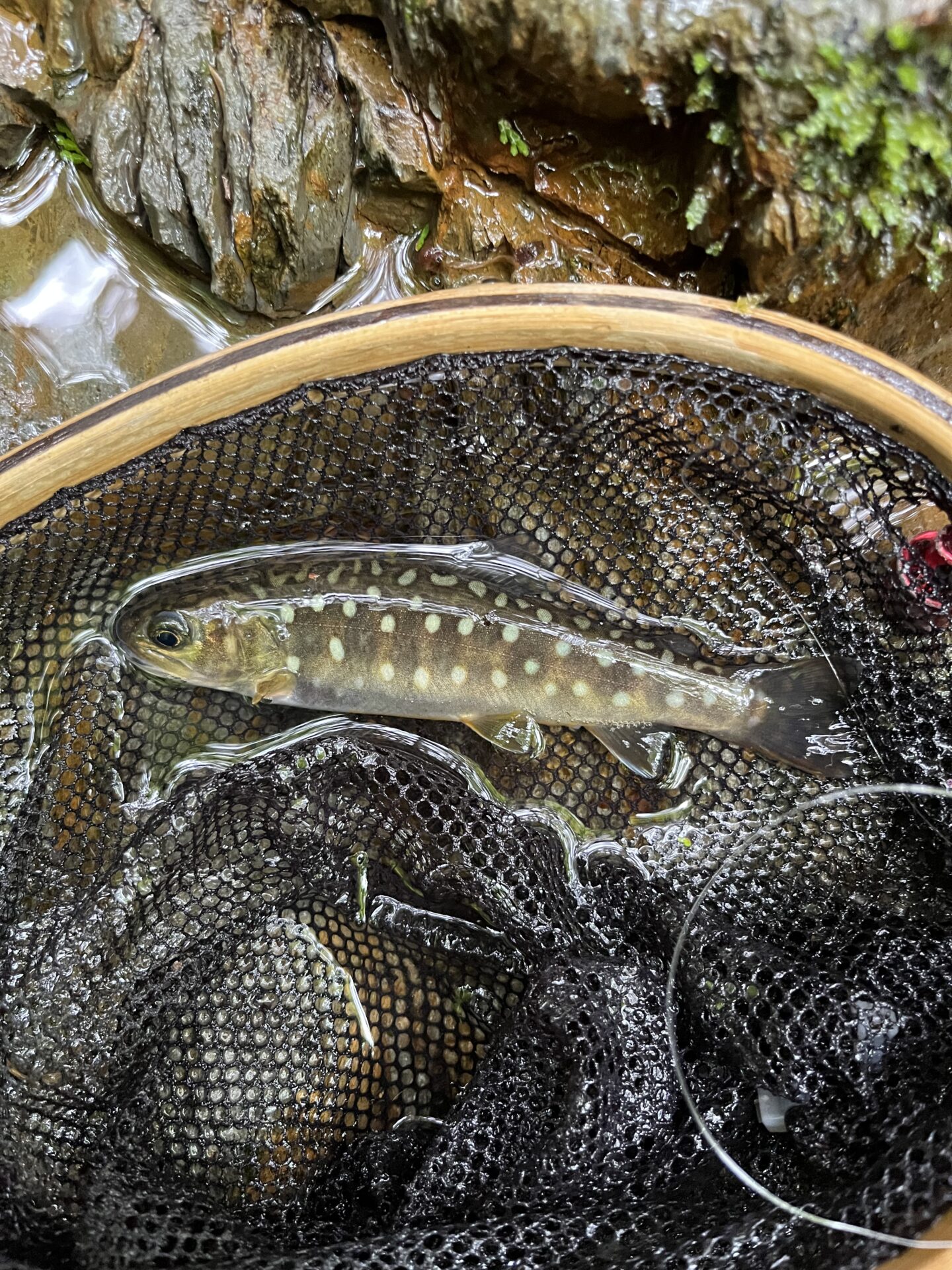 岩魚
シャロムの森
13:05