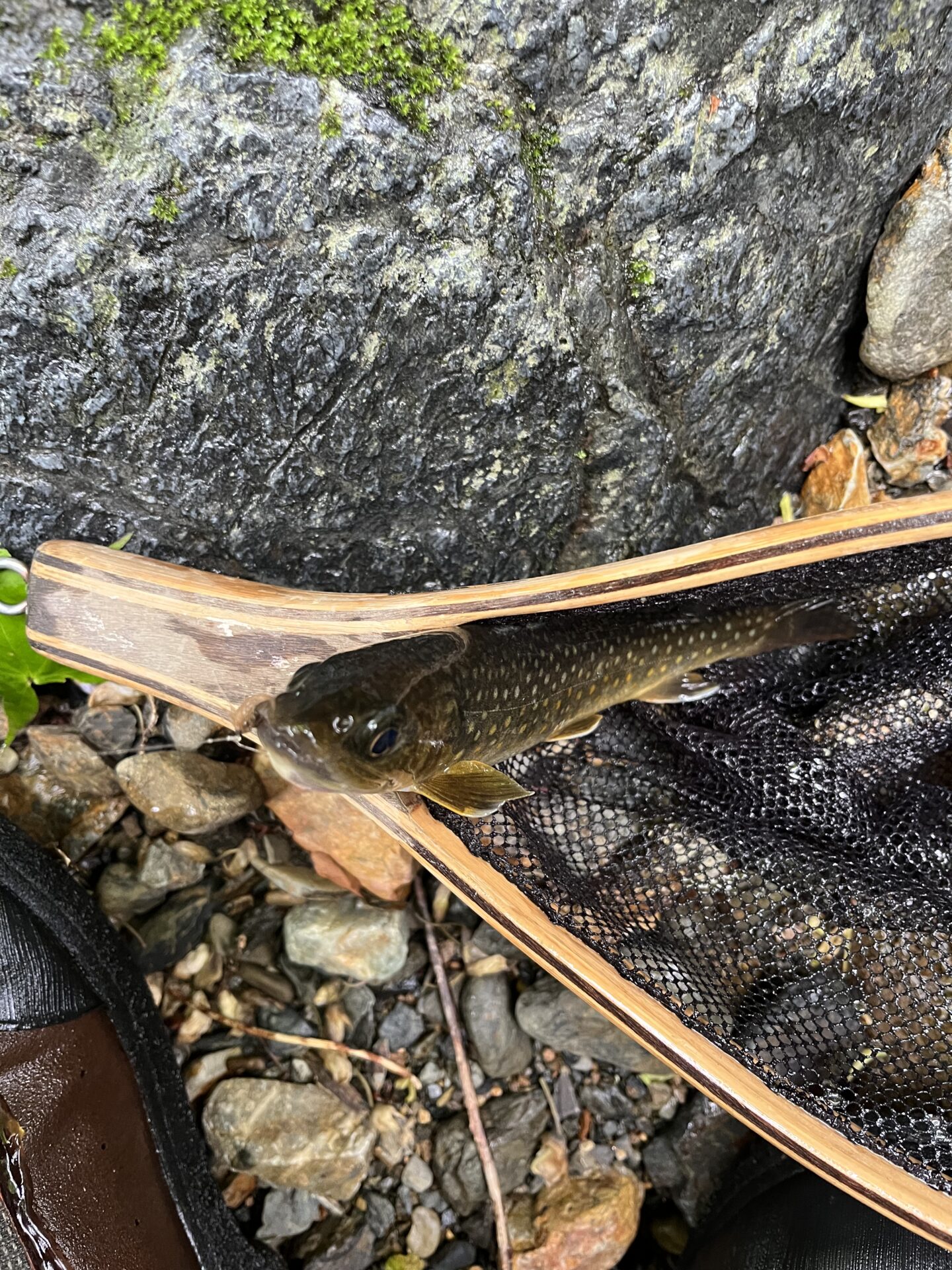 岩魚
シャロムの森
13:19