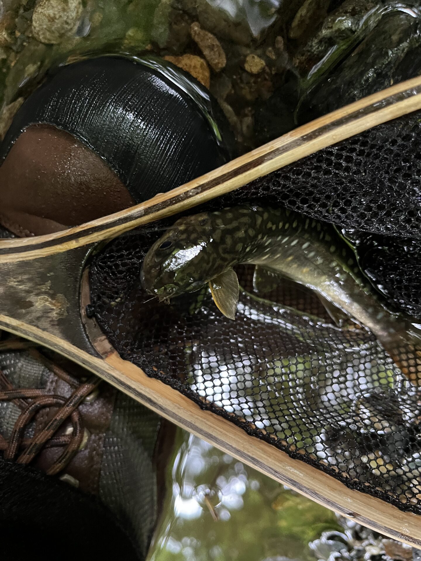 岩魚
シャロムの森
14:40