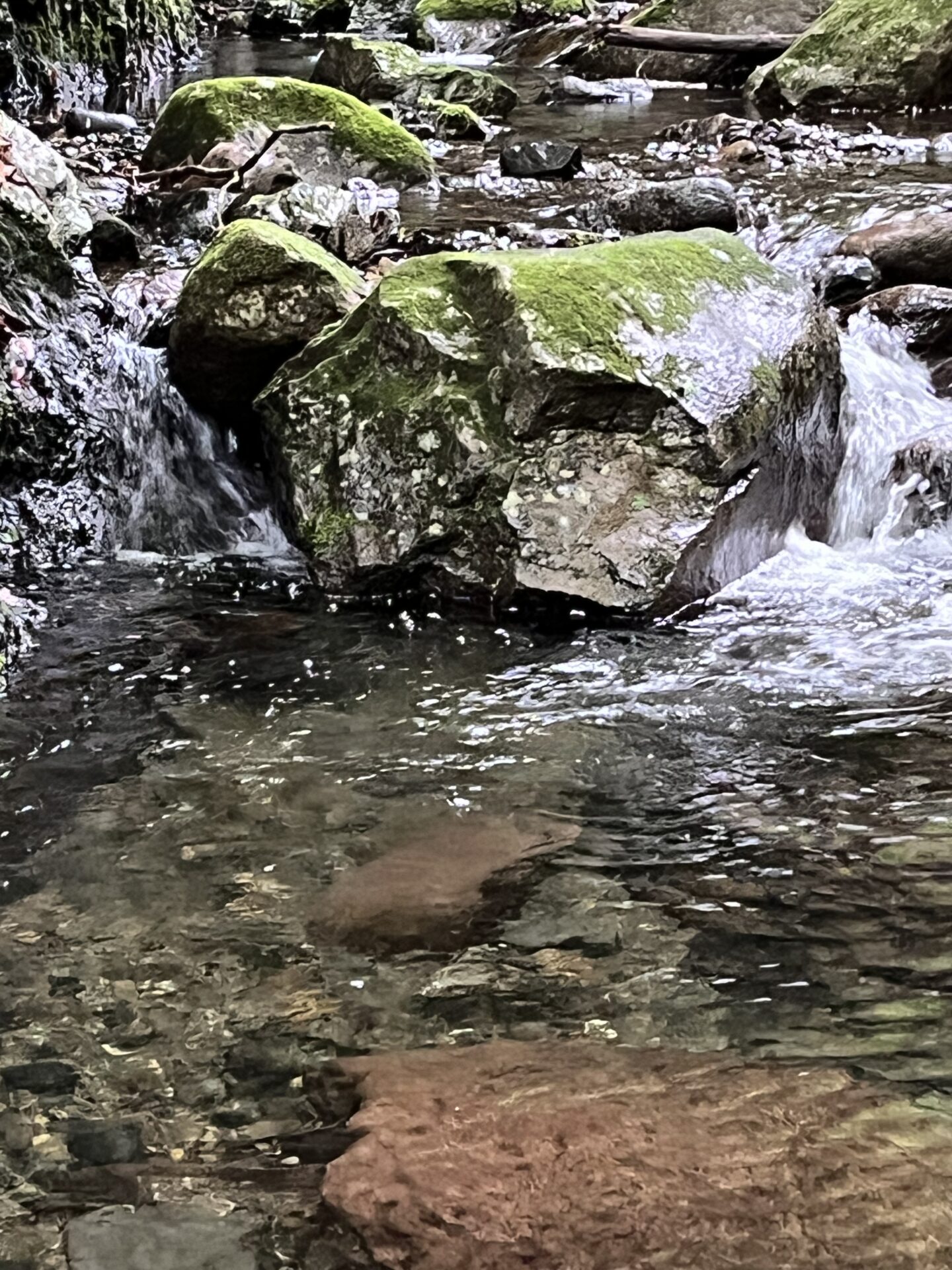 釣れたポイント
岩魚
シャロムの森
14:40