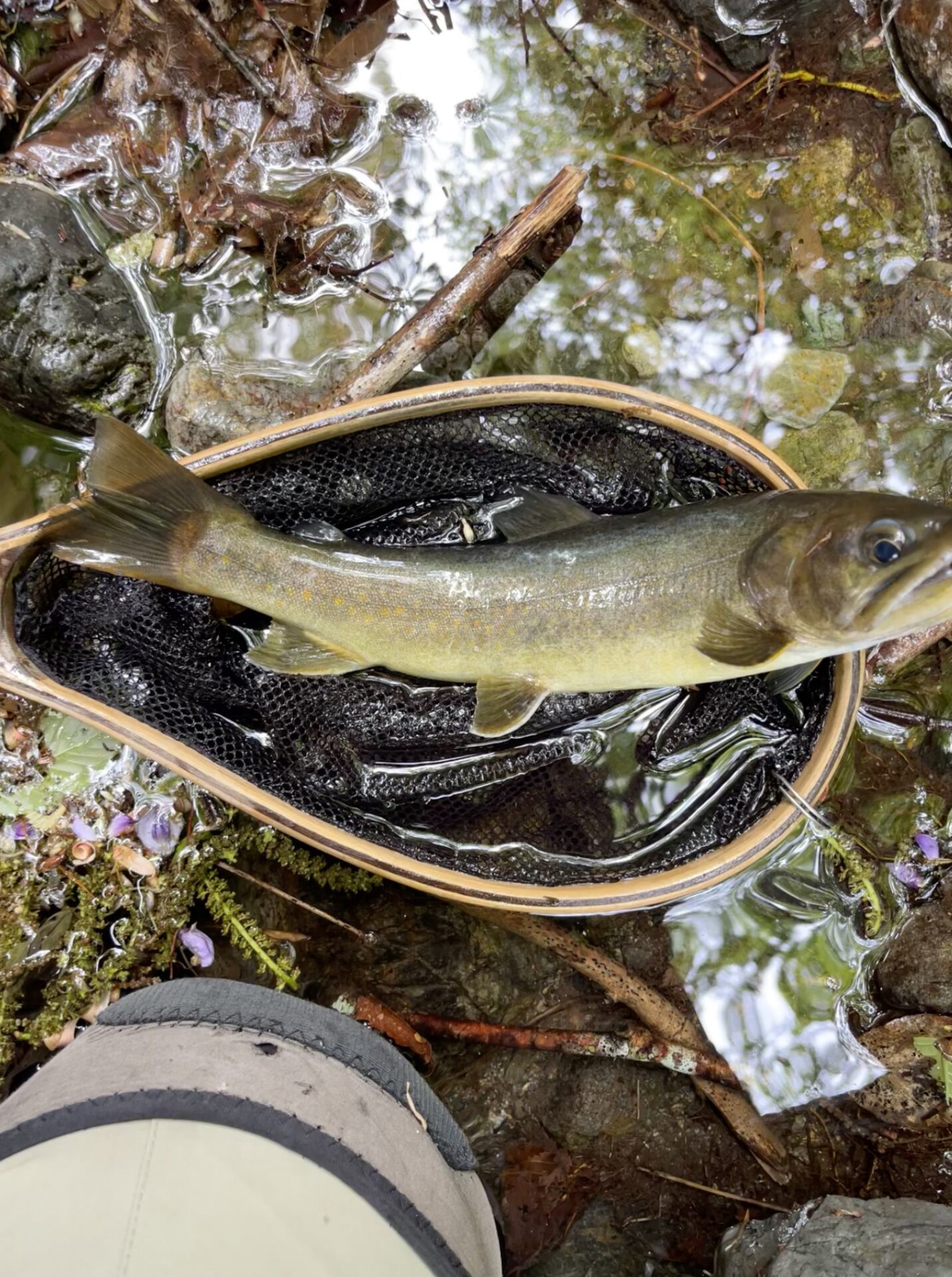 岩魚
上野村漁協
中丿沢毛ばり釣り専用区
2025.5.14
10:12