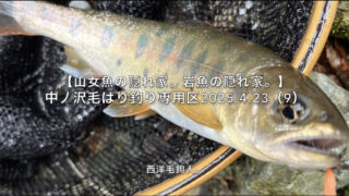 【フライフィッシング】すぐには山女魚のアワセにアジャストできない。 