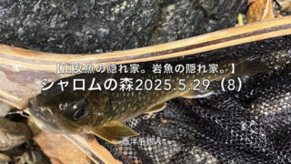 【フライフィッシング】狙いは、釣り人それぞれ・・・。 
