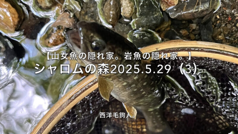 【フライフィッシング】スレている・・・(泣)。