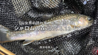 【フライフィッシング】山女魚は陽キャ？岩魚は陰キャ？ 