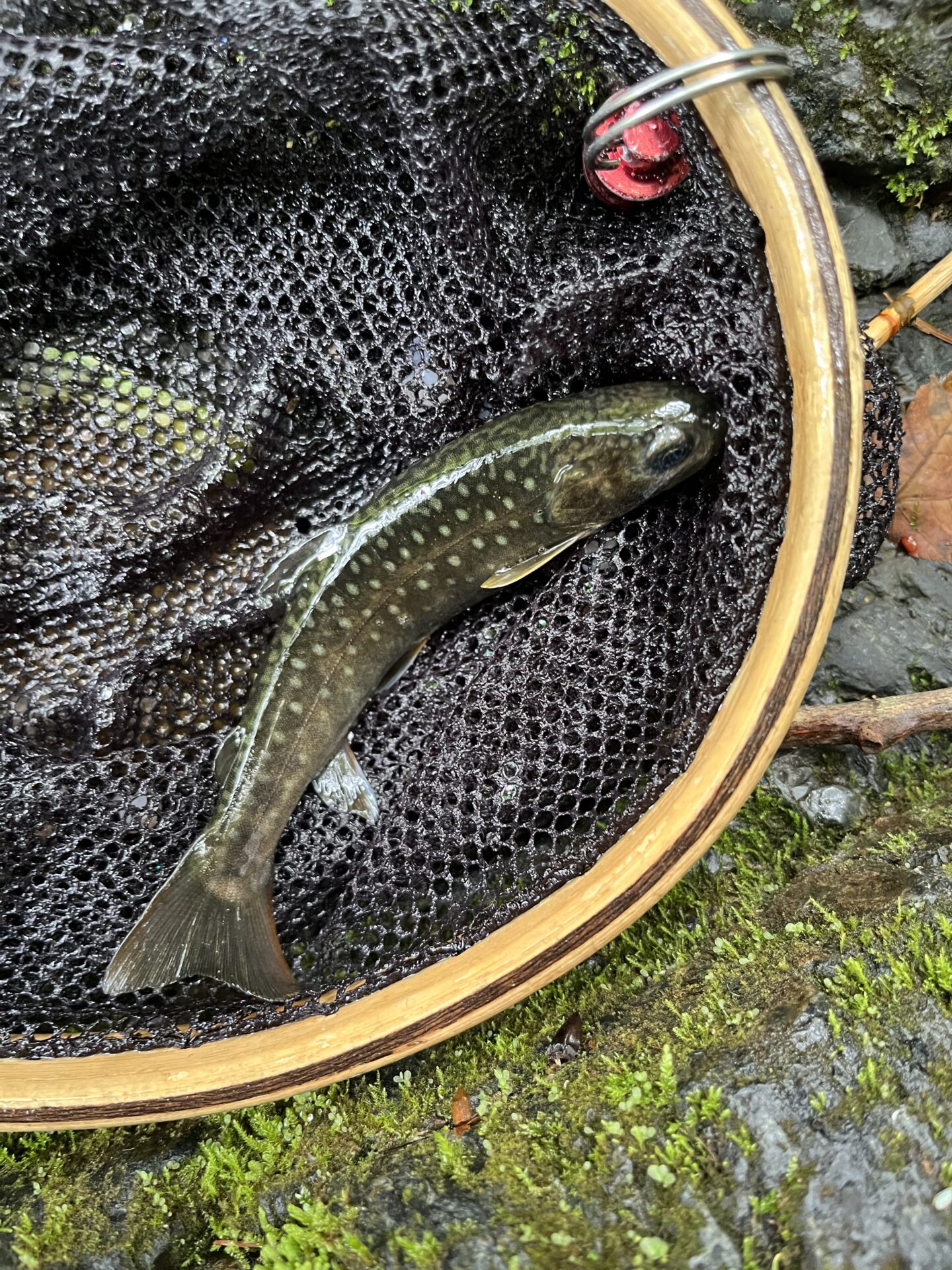 岩魚
シャロムの森
9:12