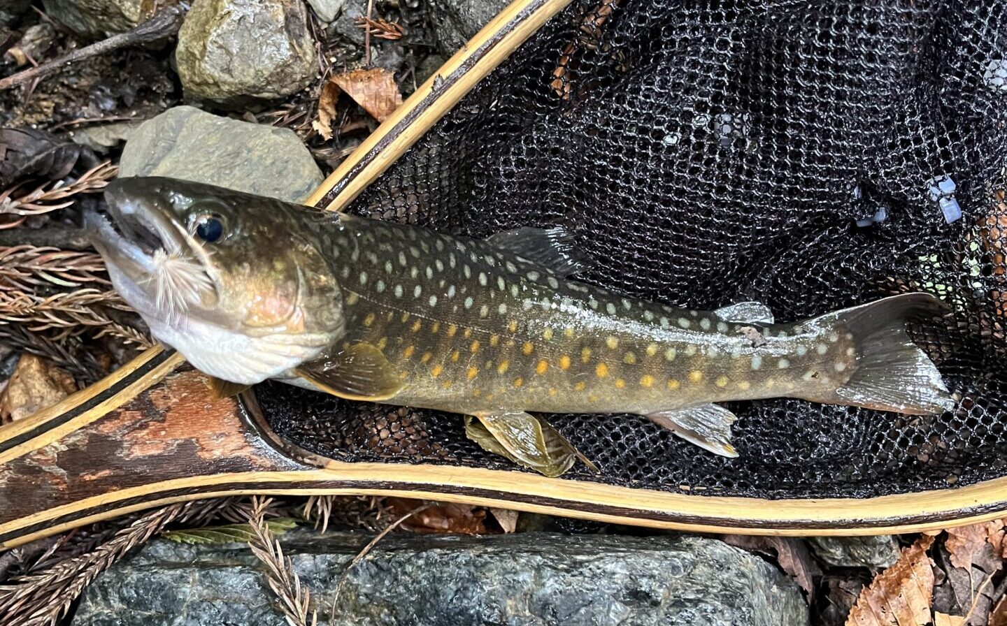 【釣果11匹山女魚7岩魚4】シャロムの森2025.6.12