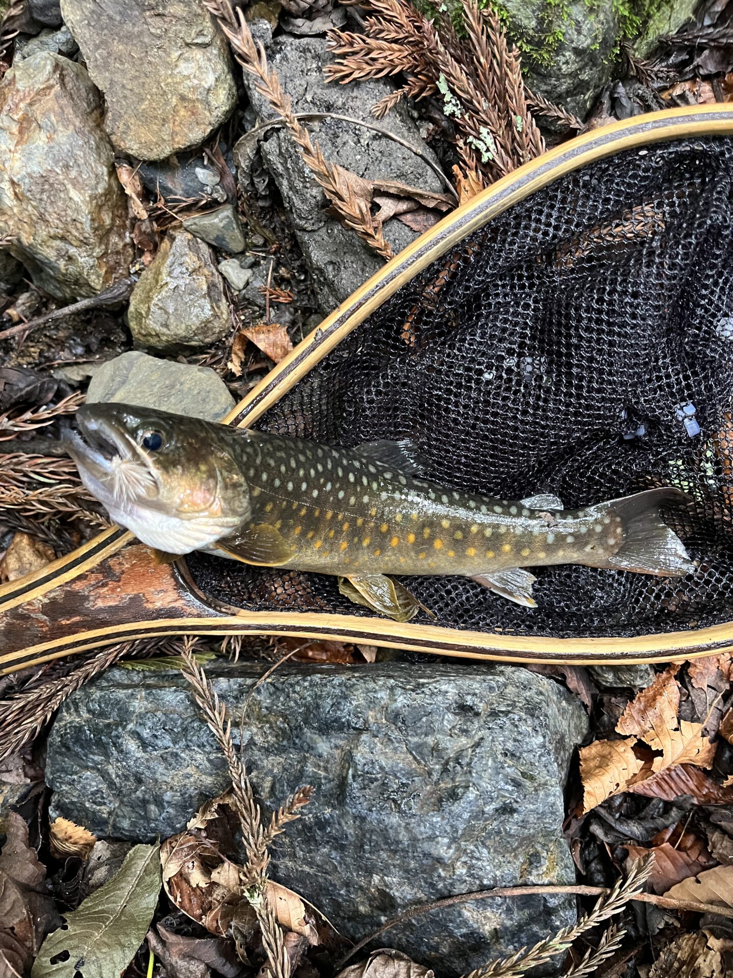 岩魚
シャロムの森
11:17
