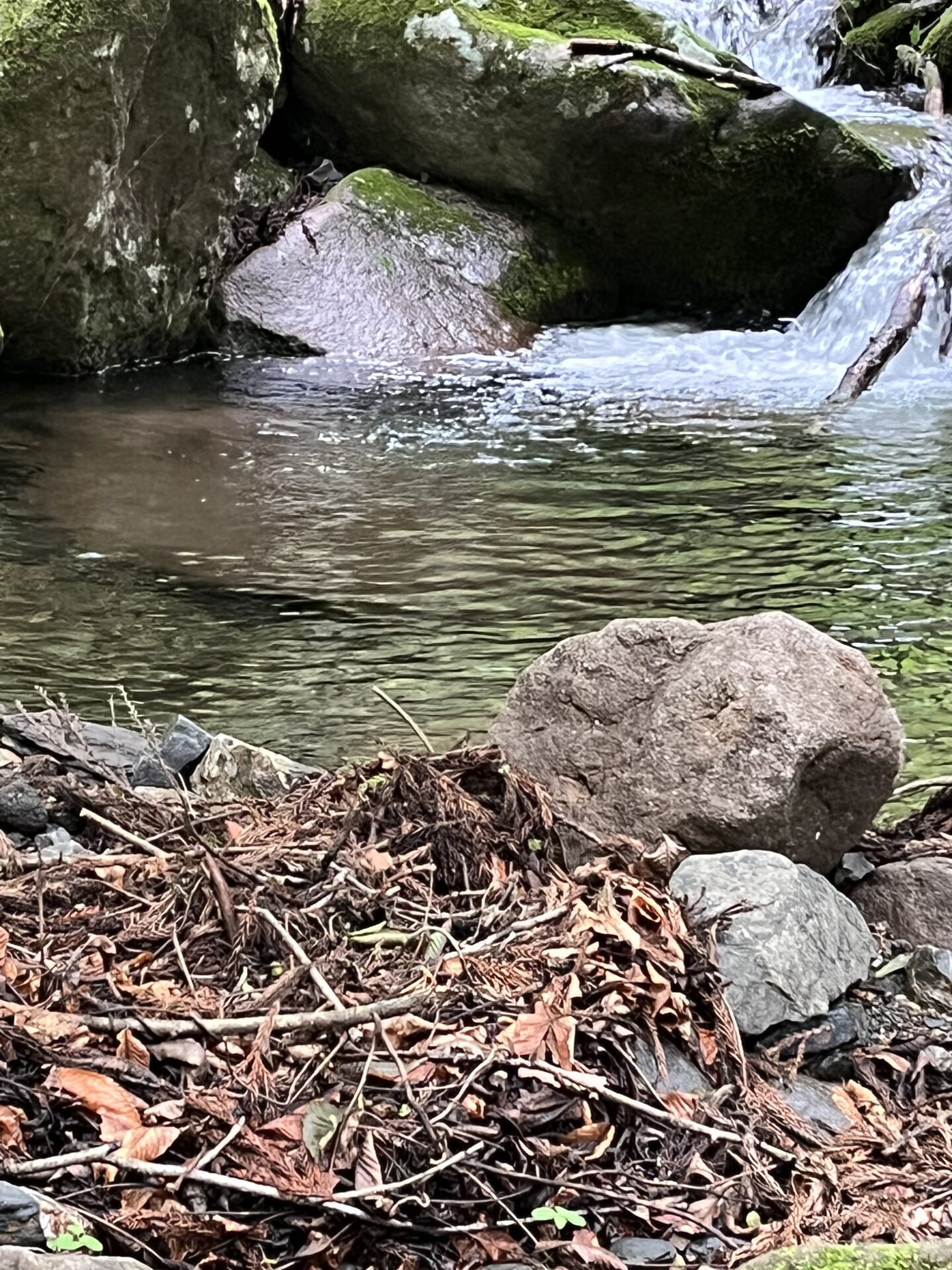 ポイント
岩魚
シャロムの森
11:17