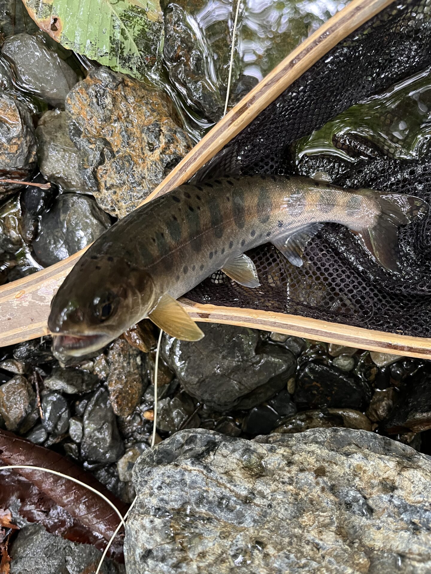 山女魚
シャロムの森
13:13