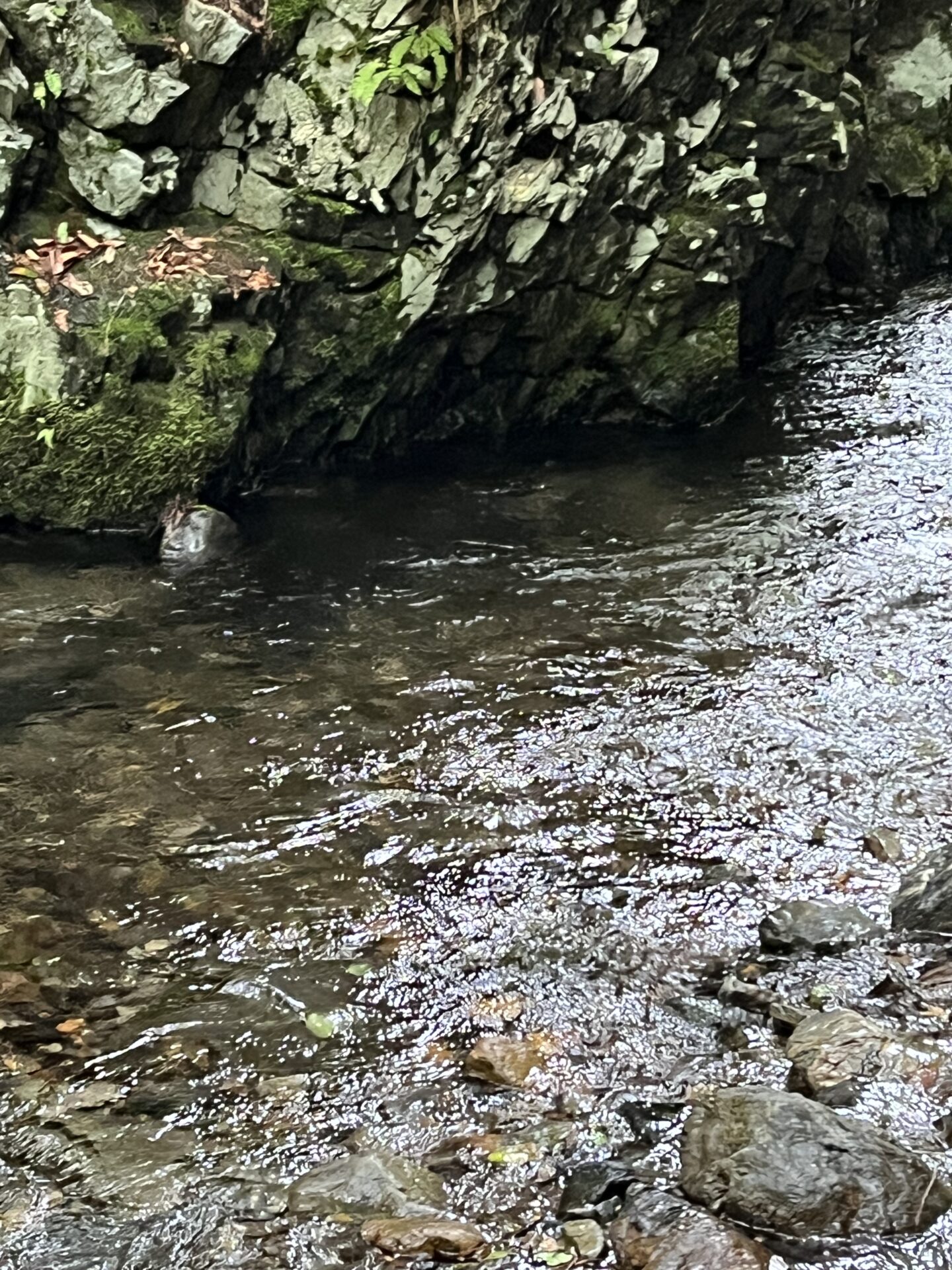 ポイント
山女魚
シャロムの森
13:13