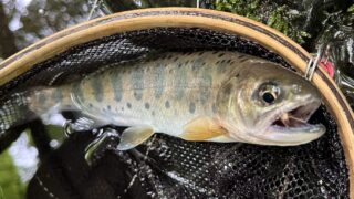 【釣果11匹山女魚7岩魚4】シャロムの森2025.6.12 