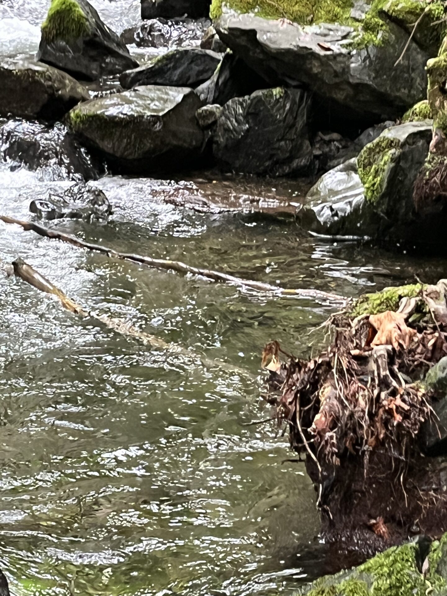 ポイント
山女魚
シャロムの森
13:58