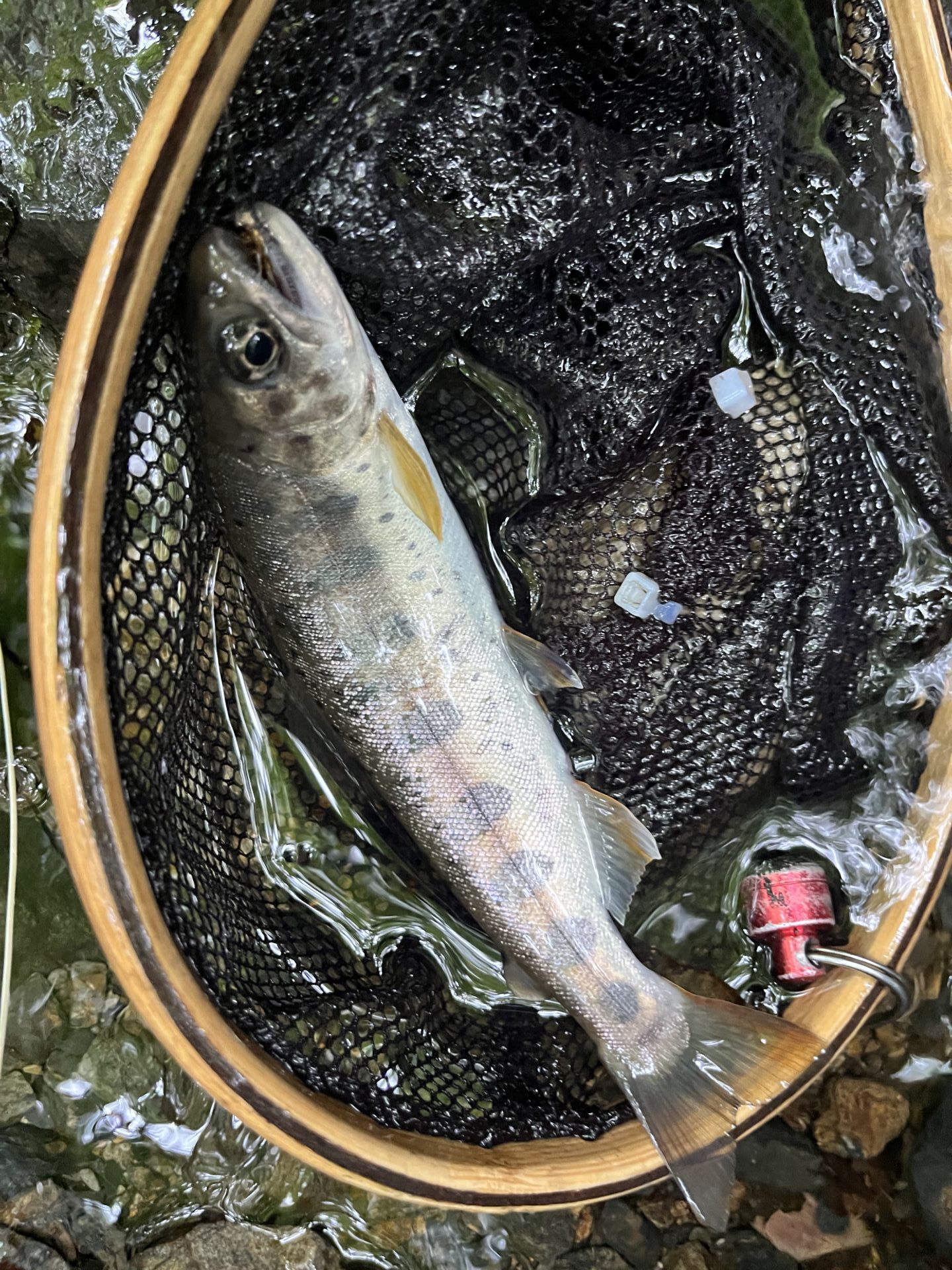 山女魚
シャロムの森
14:10