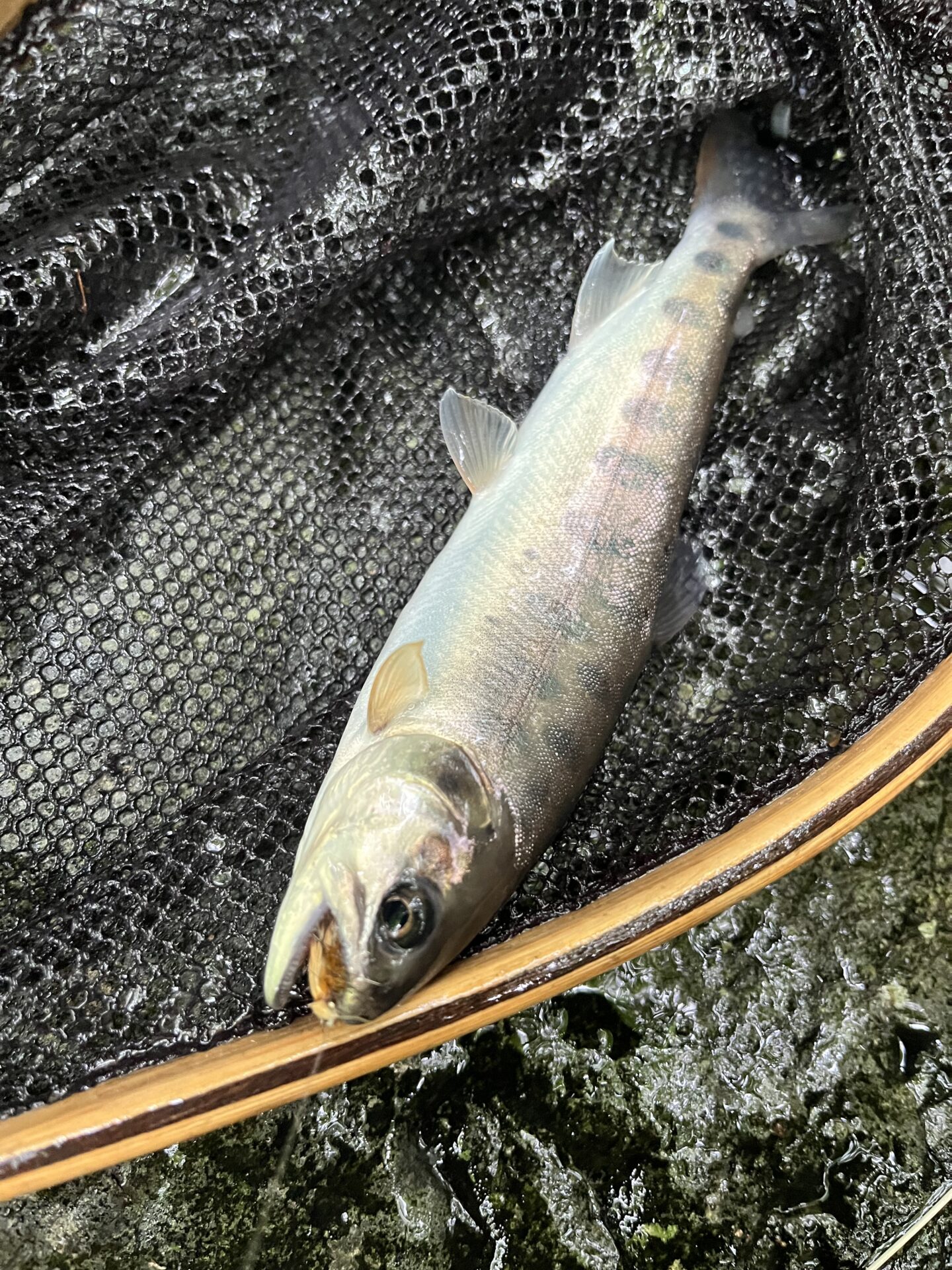 山女魚
シャロムの森
14:13