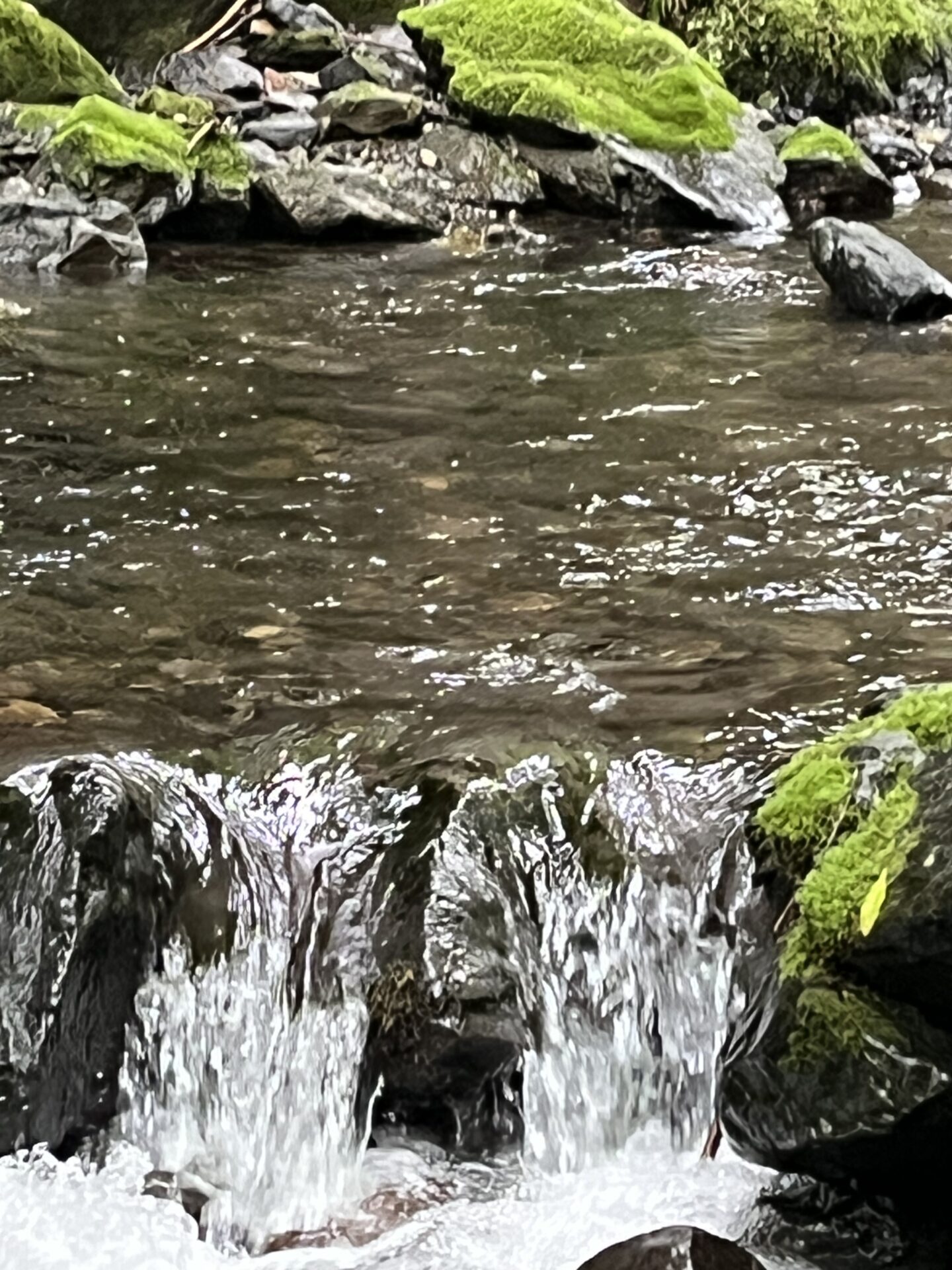 ポイント
山女魚
シャロムの森
14:13