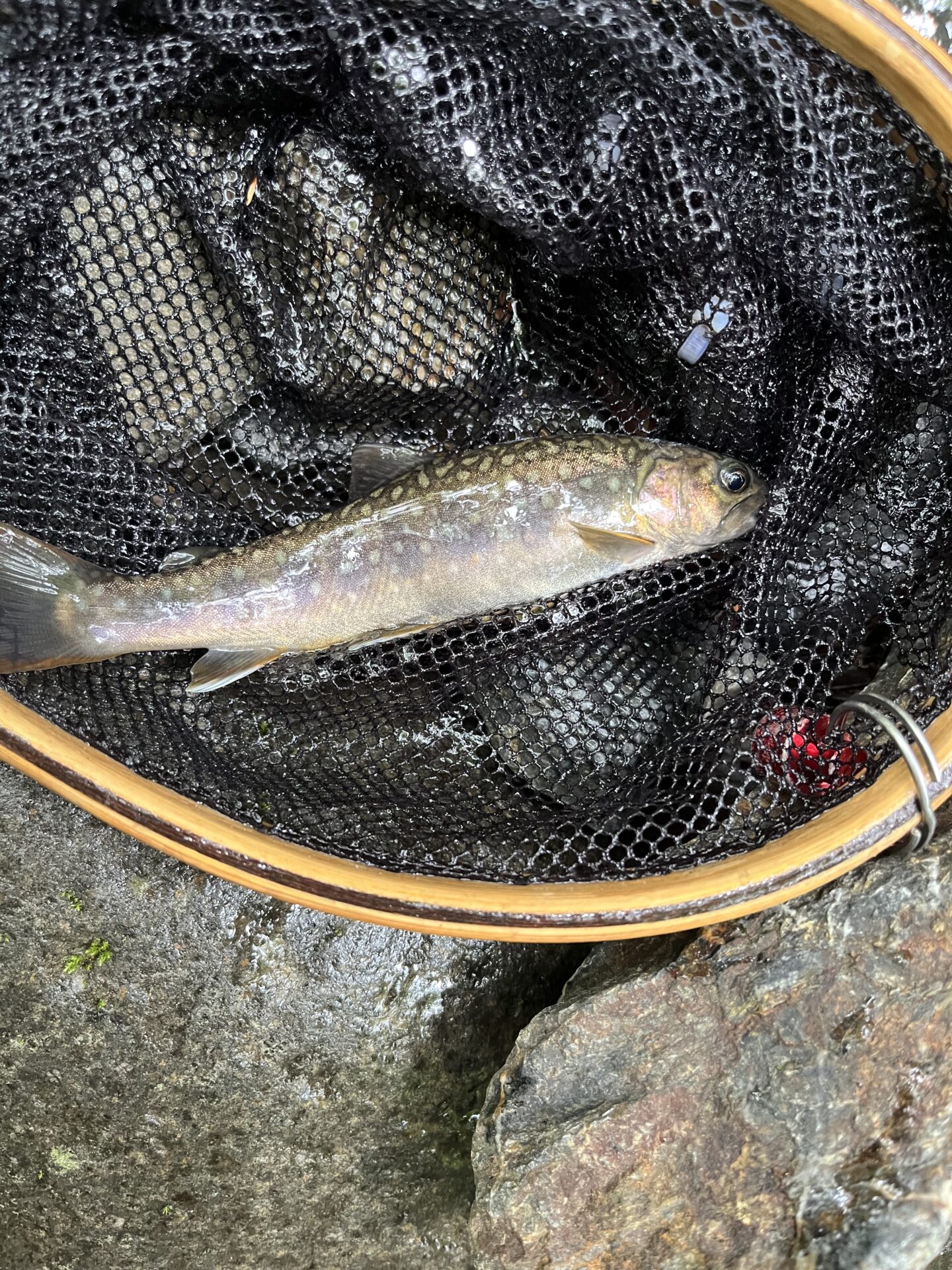 岩魚
シャロムの森
14:25