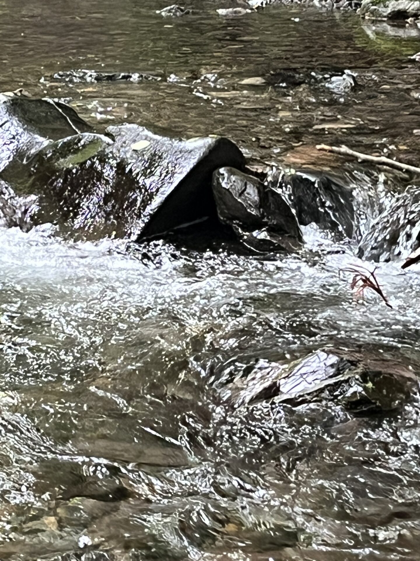 ポイント
岩魚
シャロムの森
14:25