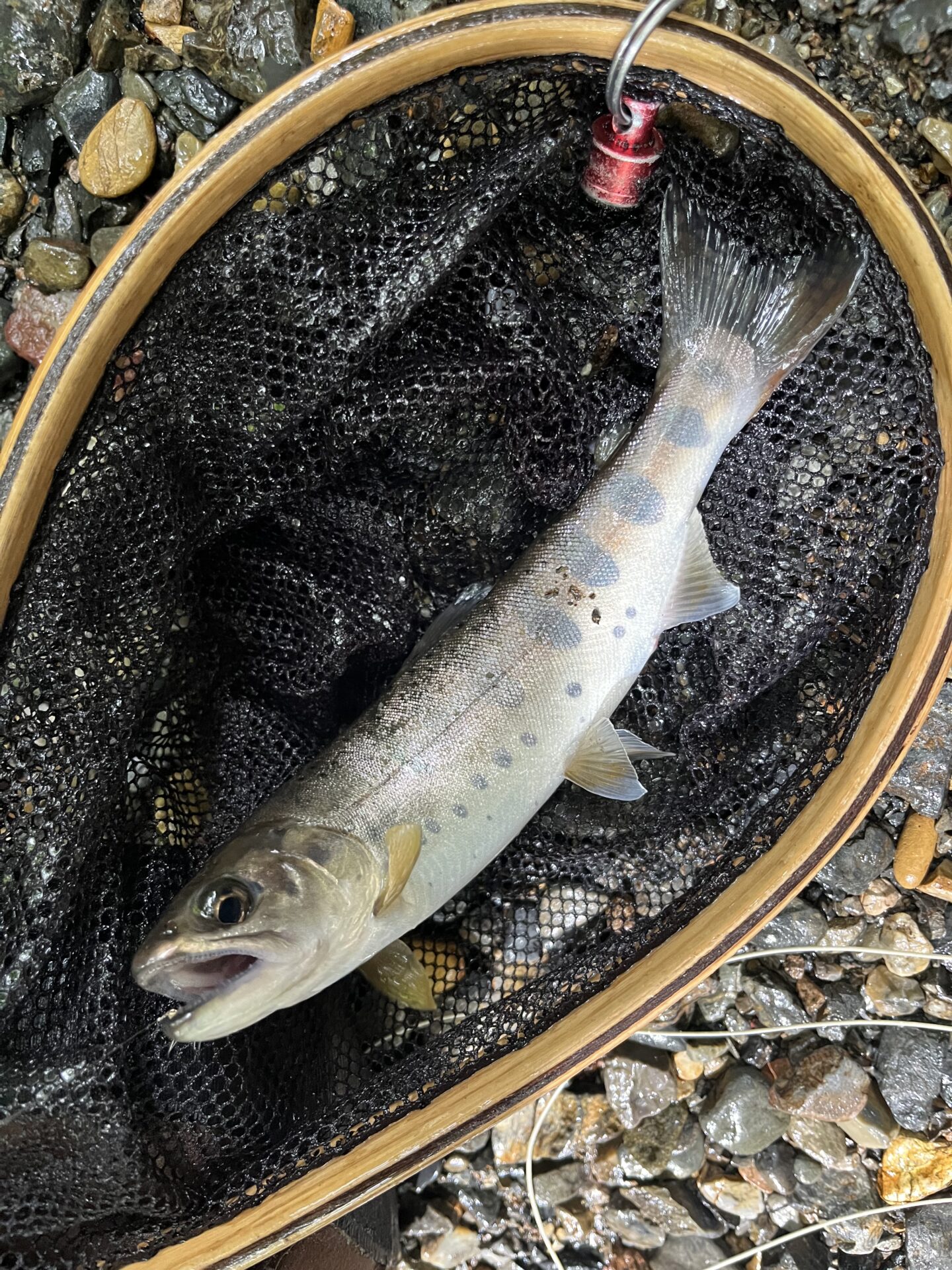 山女魚
シャロムの森
14:44