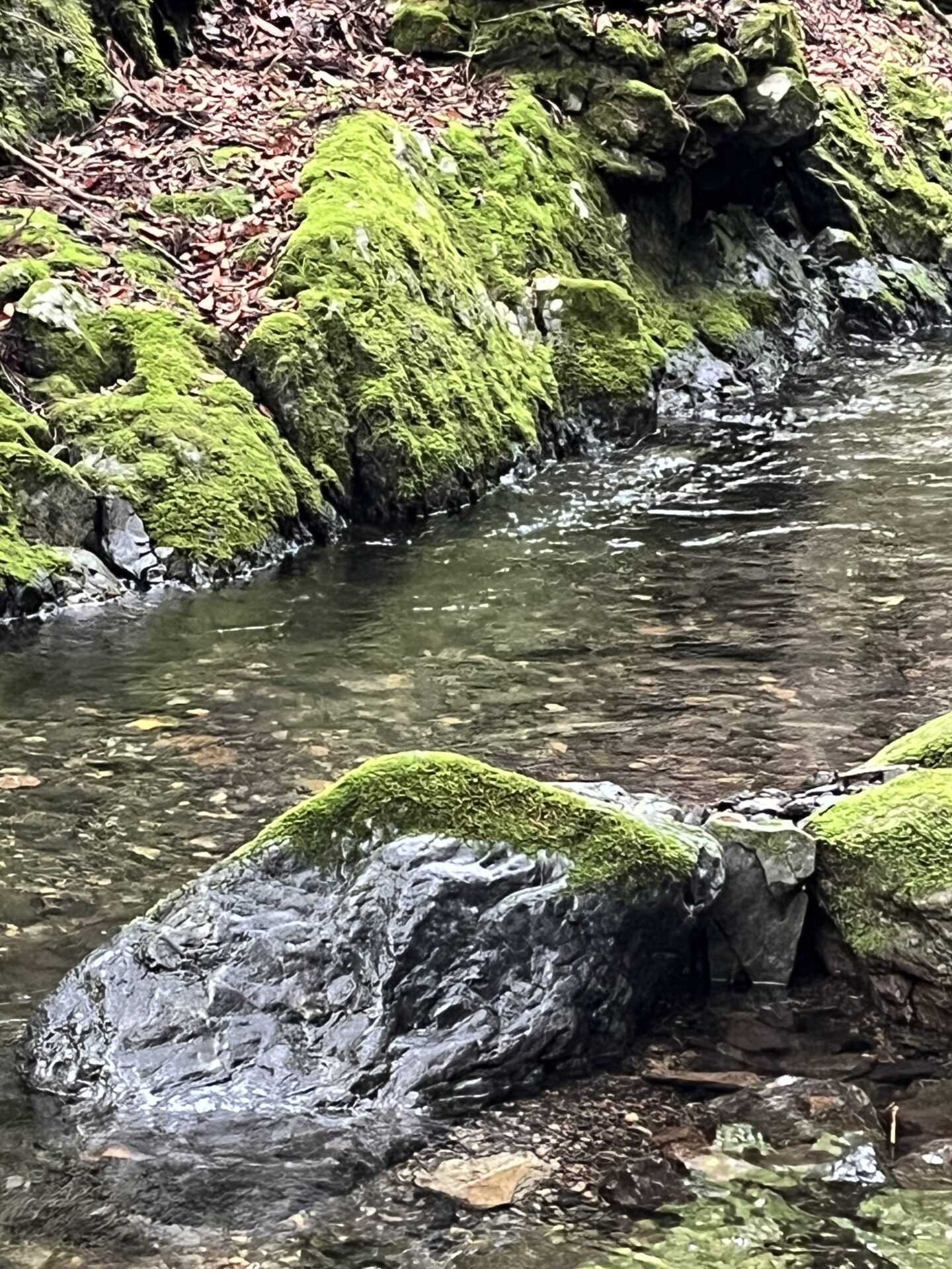 ポイント
山女魚
シャロムの森
14:44