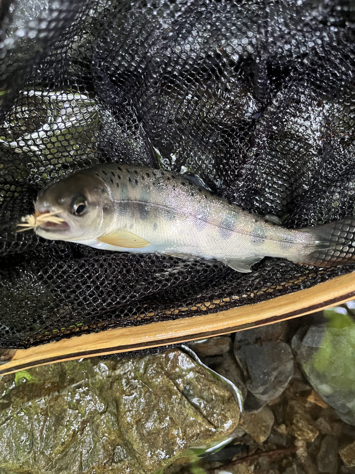 山女魚
シャロムの森
14:56