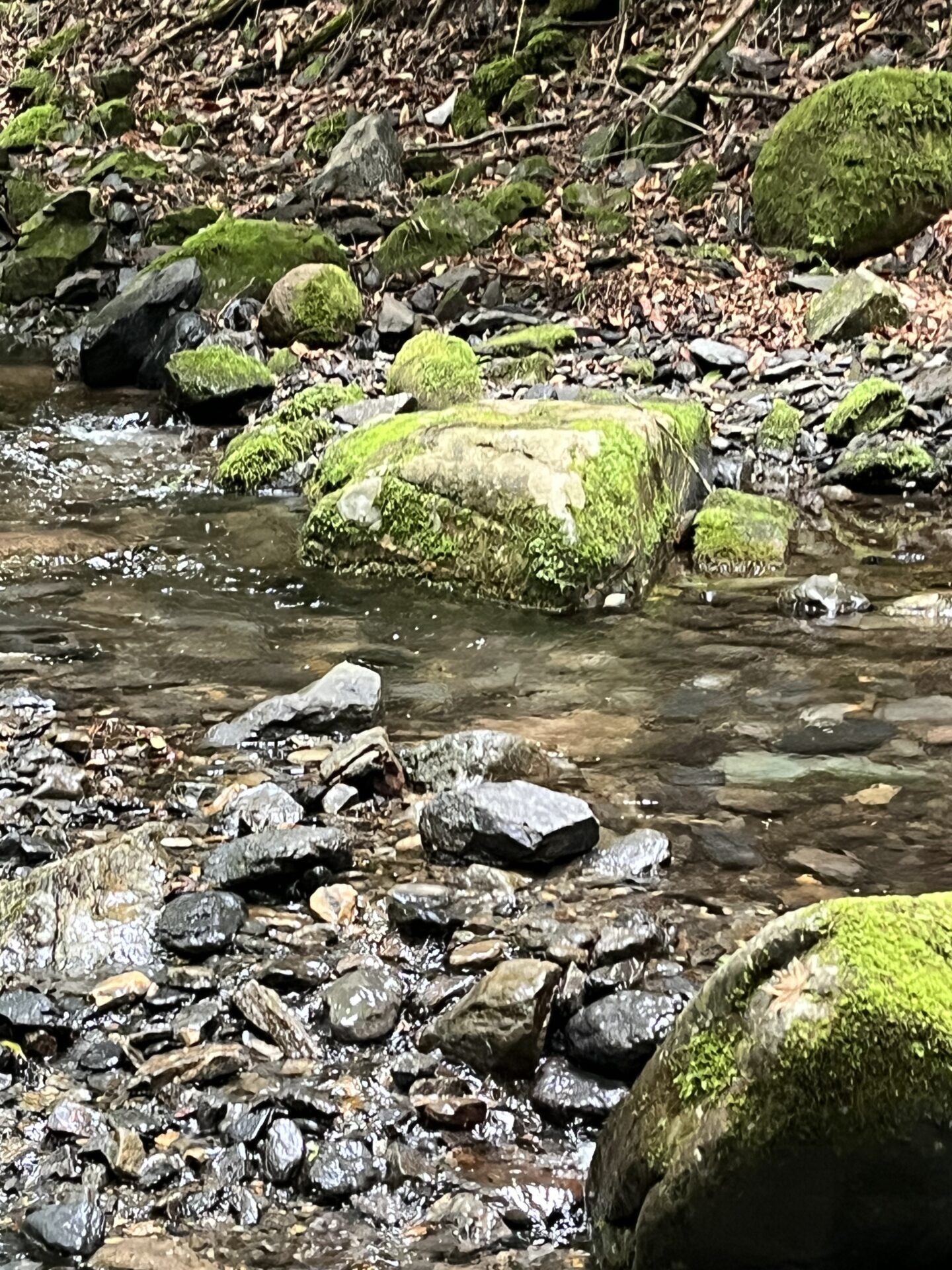 ポイント
山女魚
シャロムの森
14:56