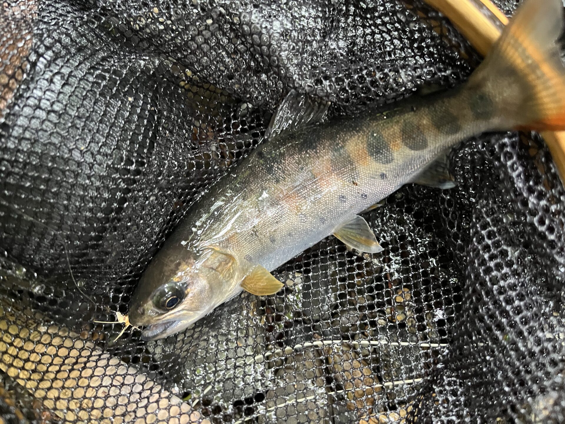 山女魚
シャロムの森
15:22