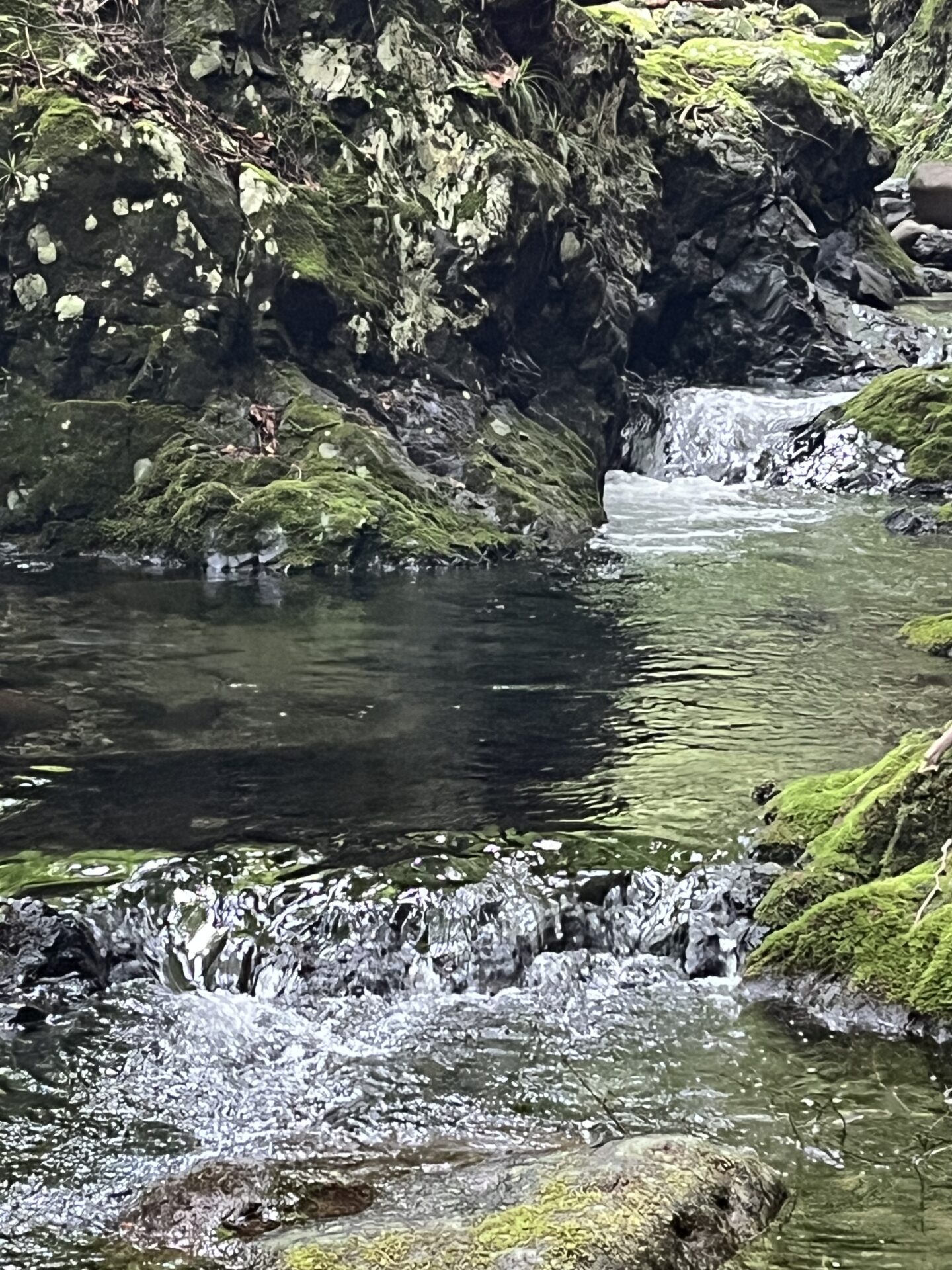 ポイント
山女魚
シャロムの森
15:22